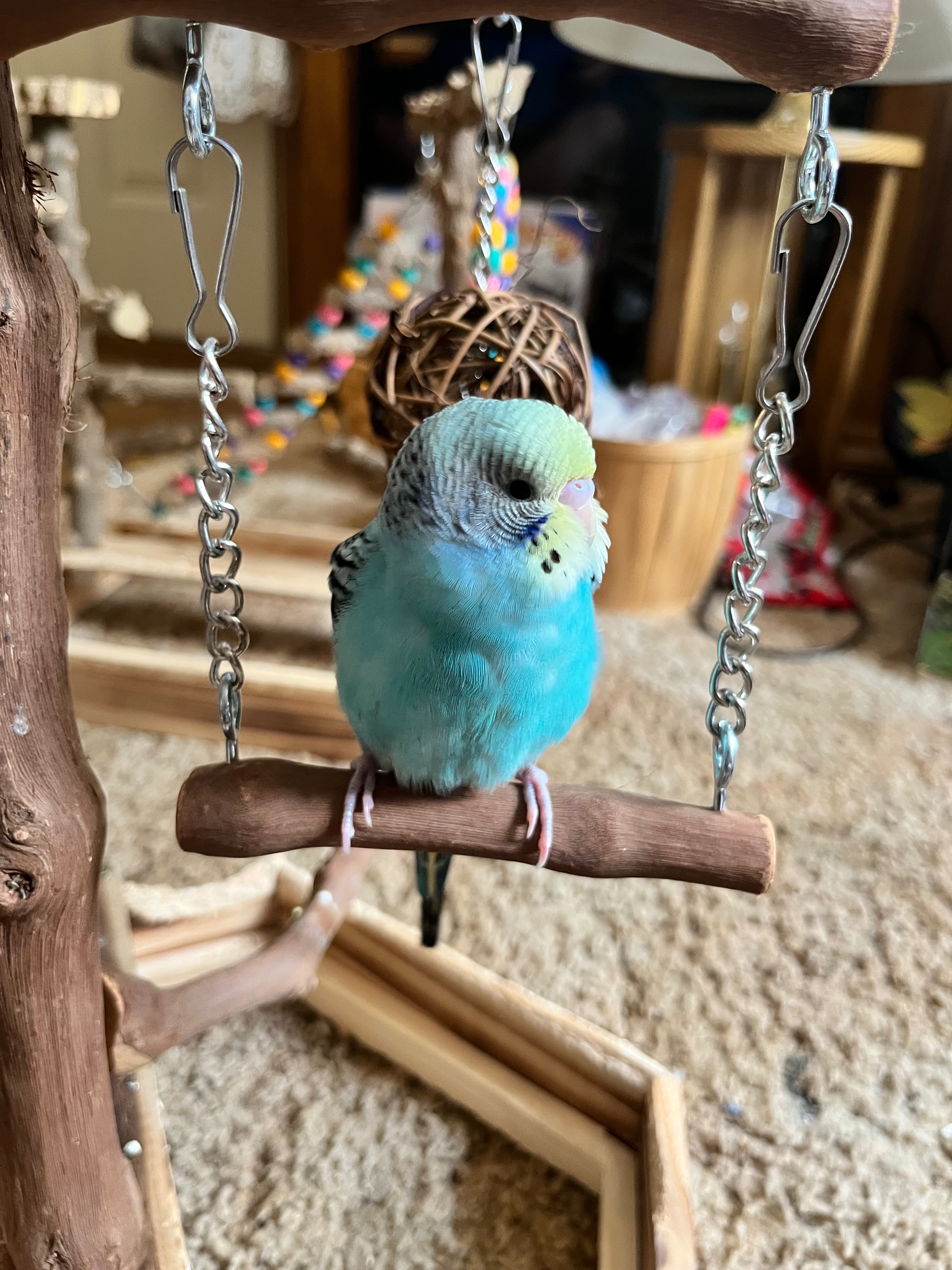 Help Emily Rescue Parrots in Need campaign photo, 4 of 7