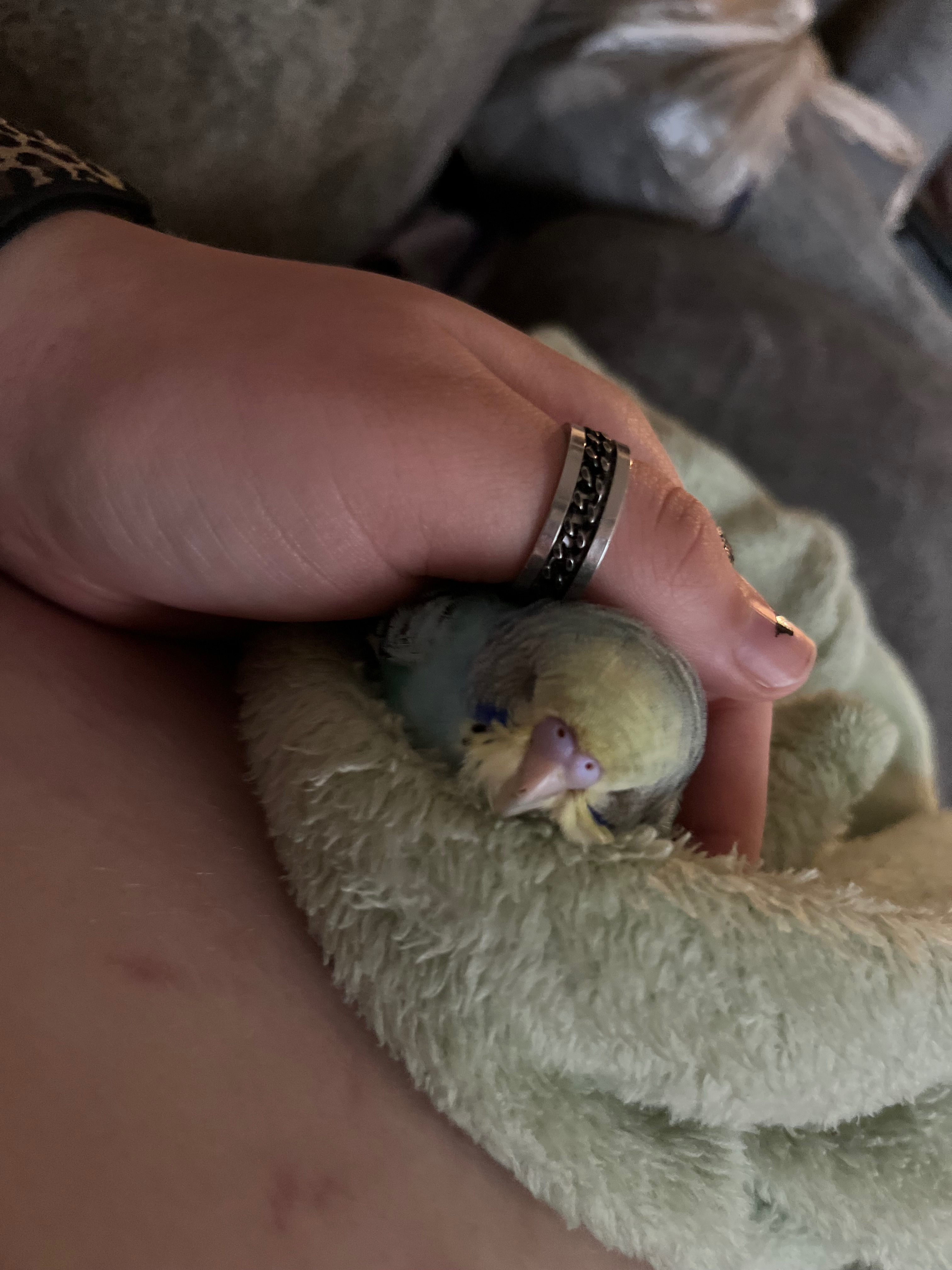 Help Emily Rescue Parrots in Need campaign photo, 5 of 7
