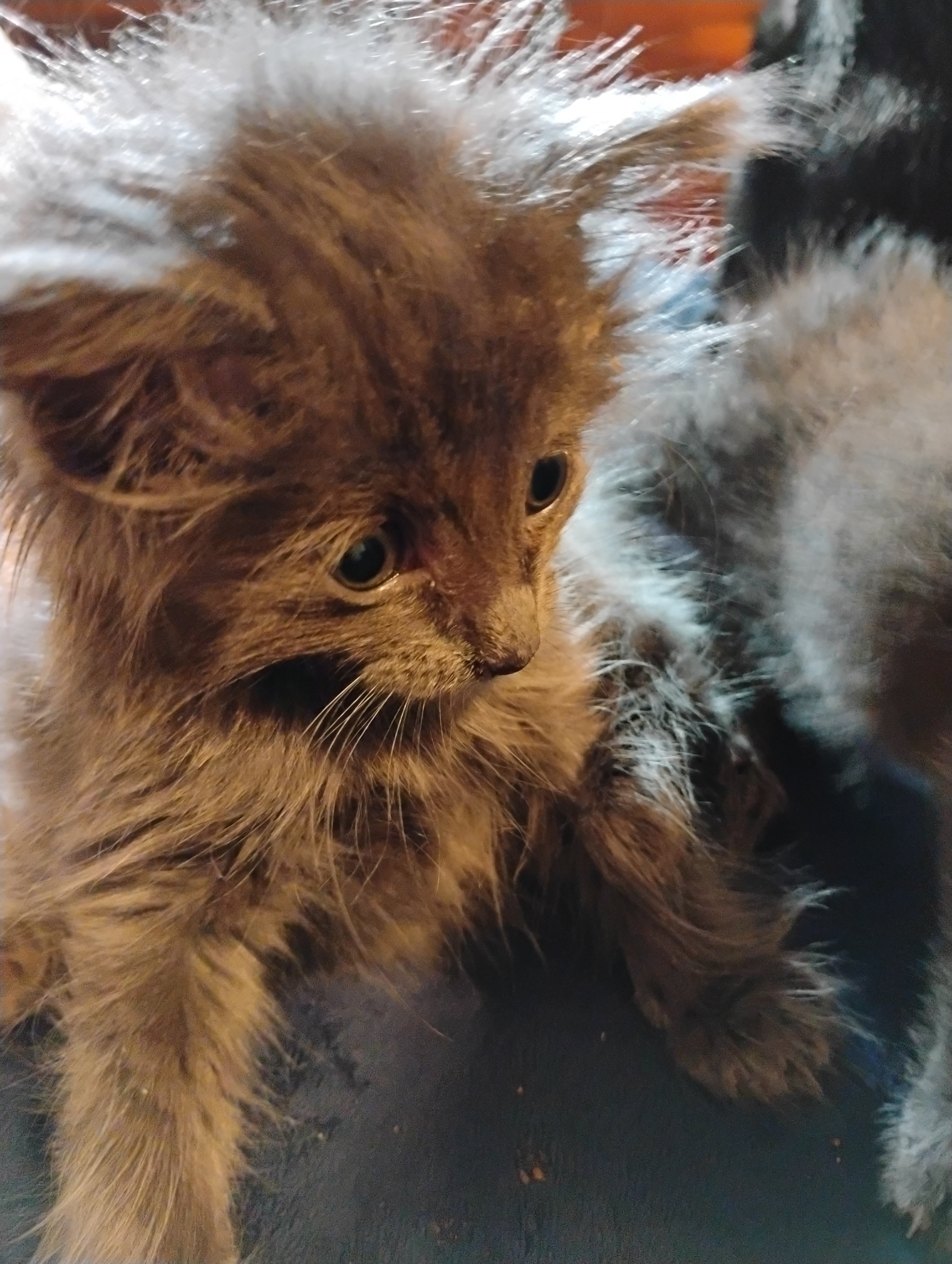 Give These Fur Babies a Second Chance at Life! campaign photo, 7 of 8