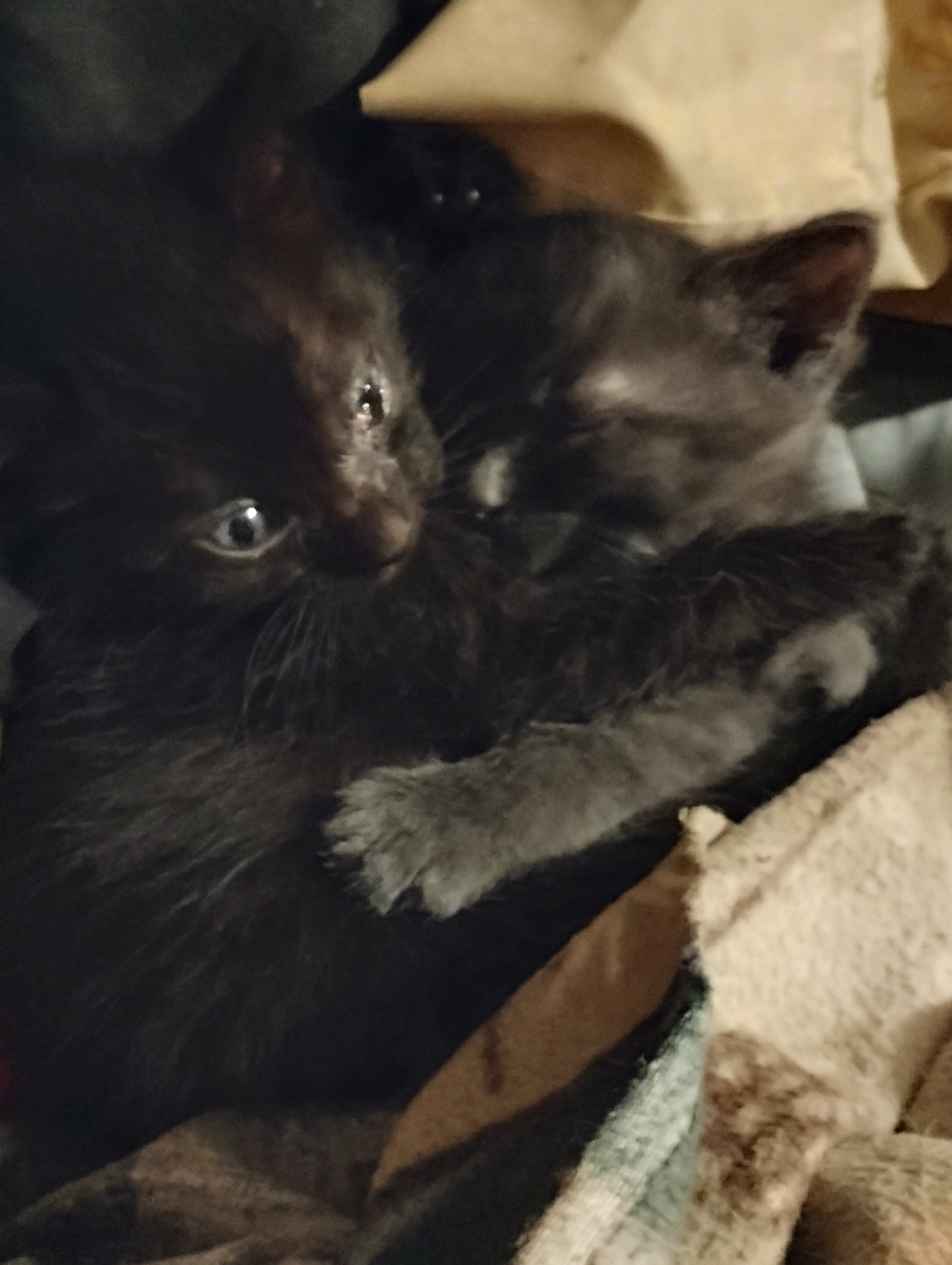 Give These Fur Babies a Second Chance at Life! campaign photo, 4 of 8