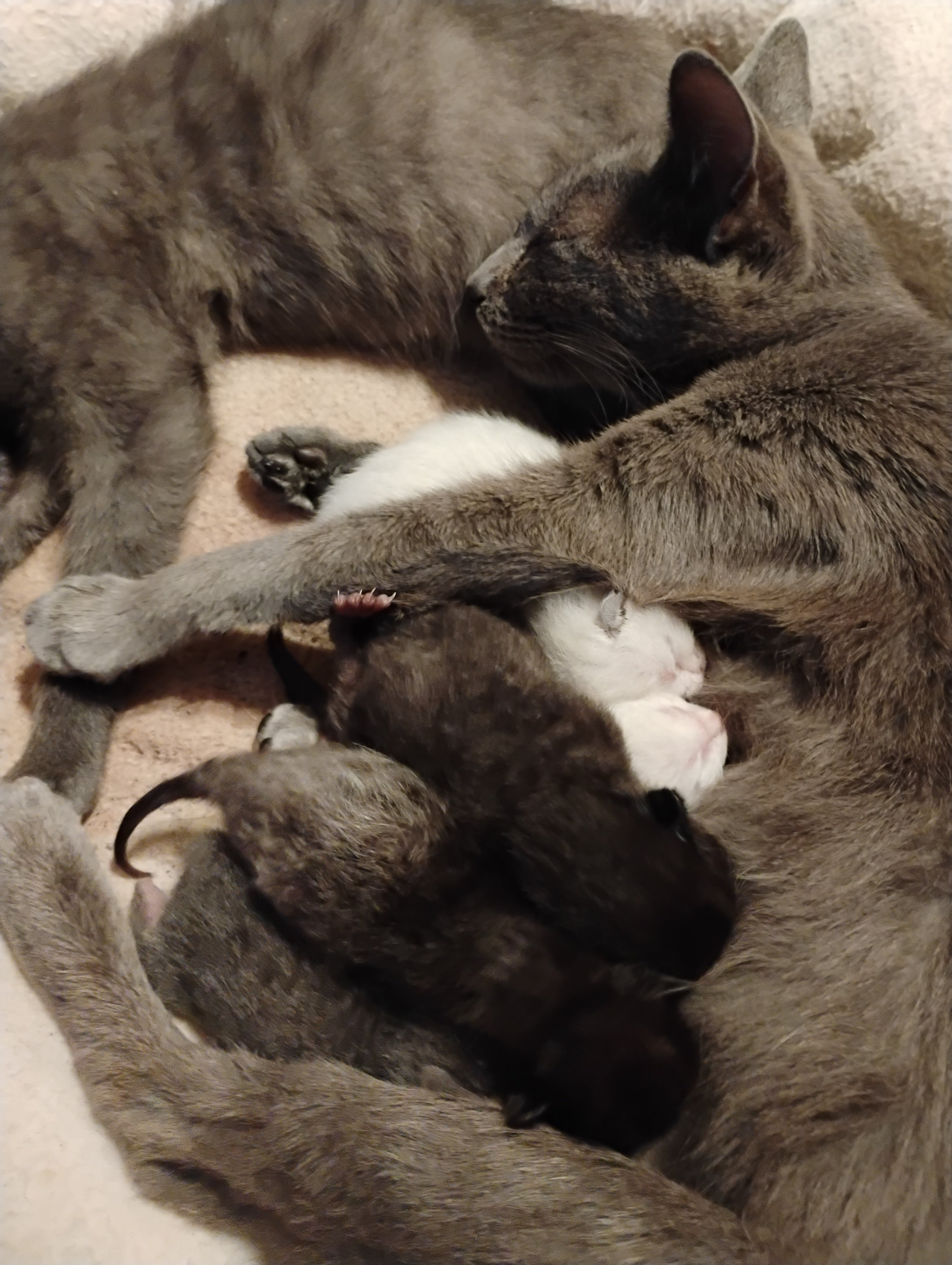 Give These Fur Babies a Second Chance at Life! campaign photo, 5 of 8