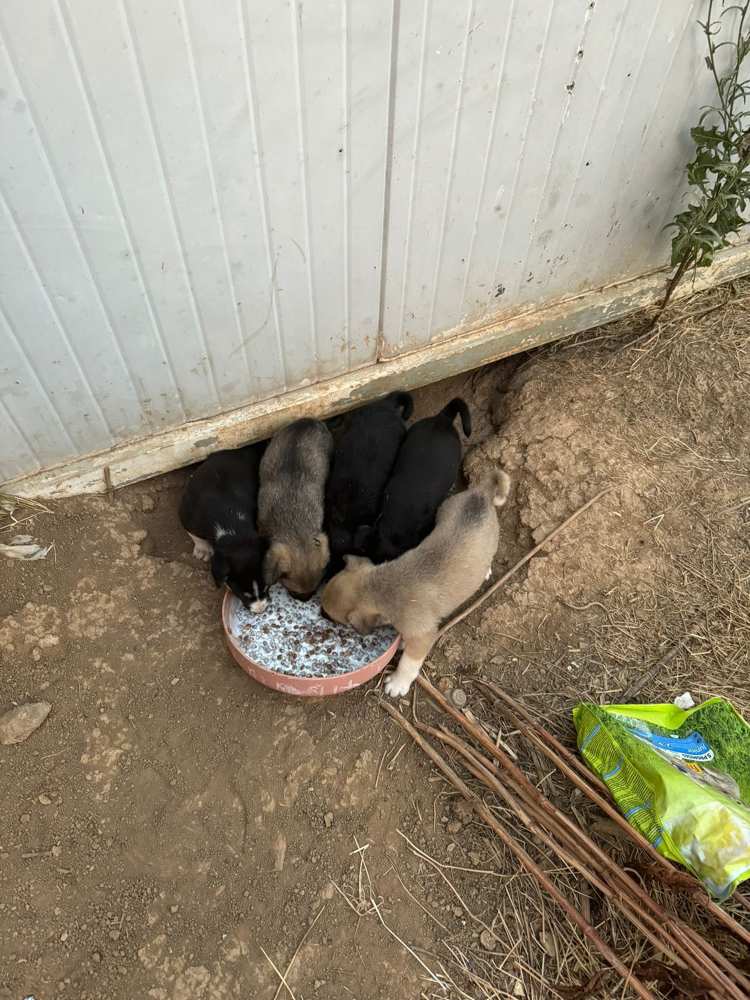 Strassenfütterung- Hilf den Hunden in Kosovo campaign photo, 4 of 5