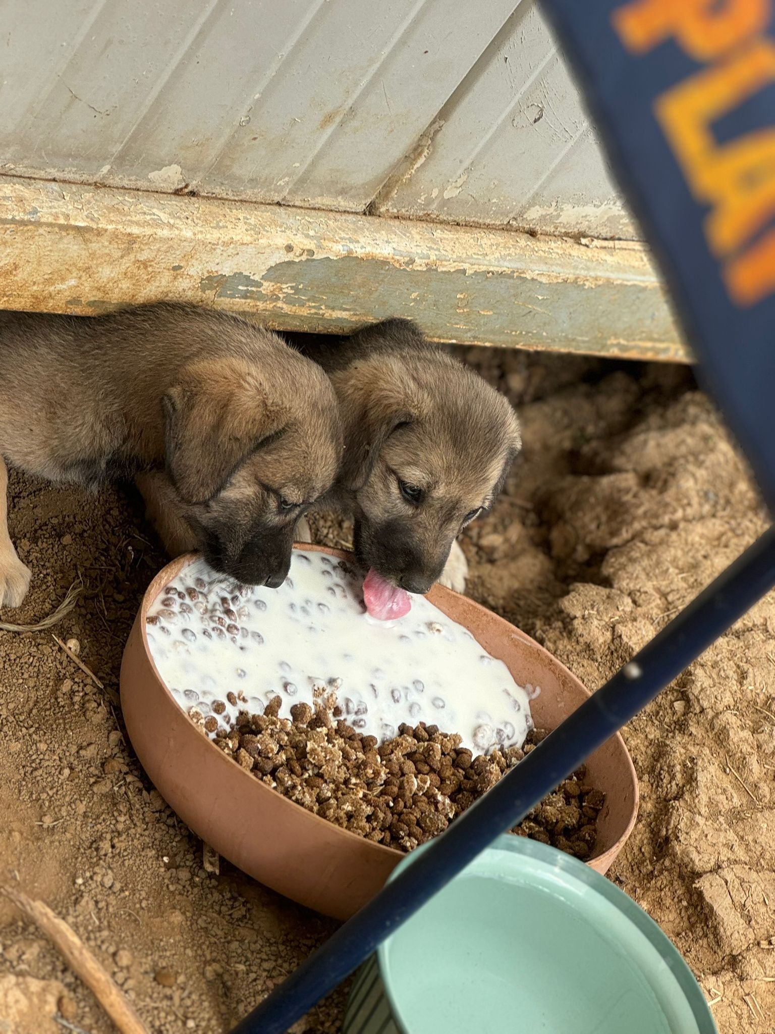 Strassenfütterung- Hilf den Hunden in Kosovo campaign photo, 2 of 5