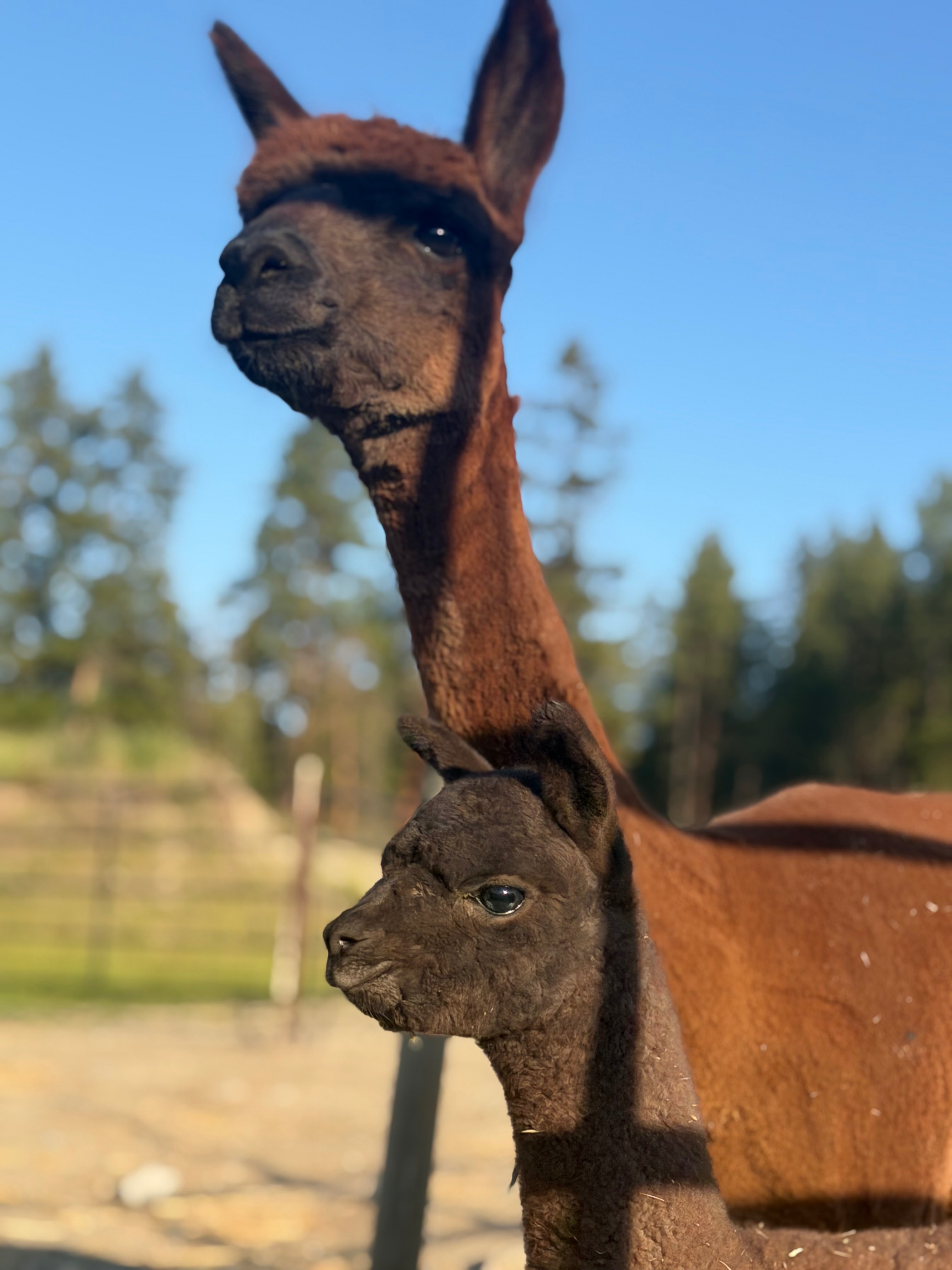 Help save the Summerland fire Alpacas campaign photo, 7 of 8