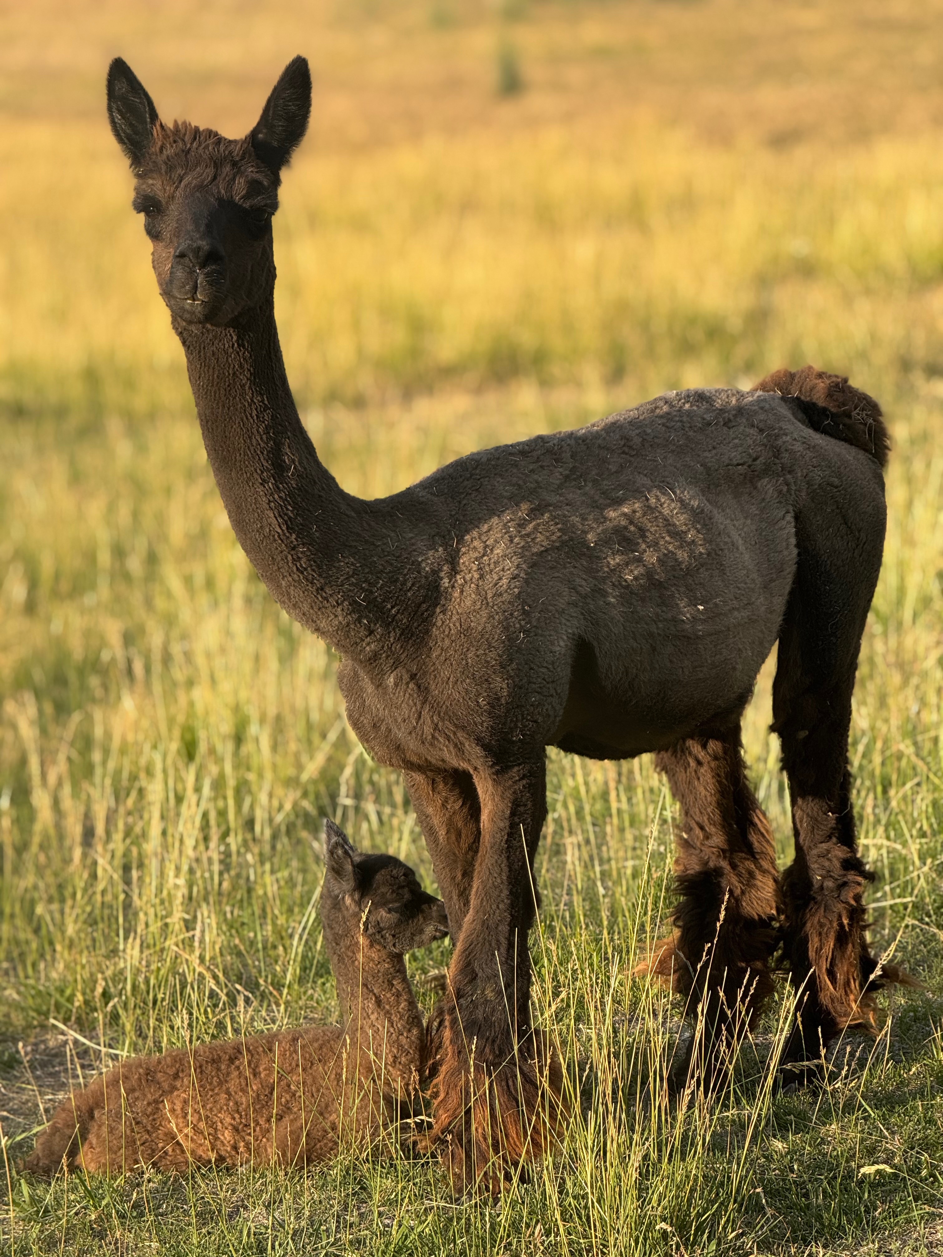 Help save the Summerland fire Alpacas campaign photo, 2 of 8