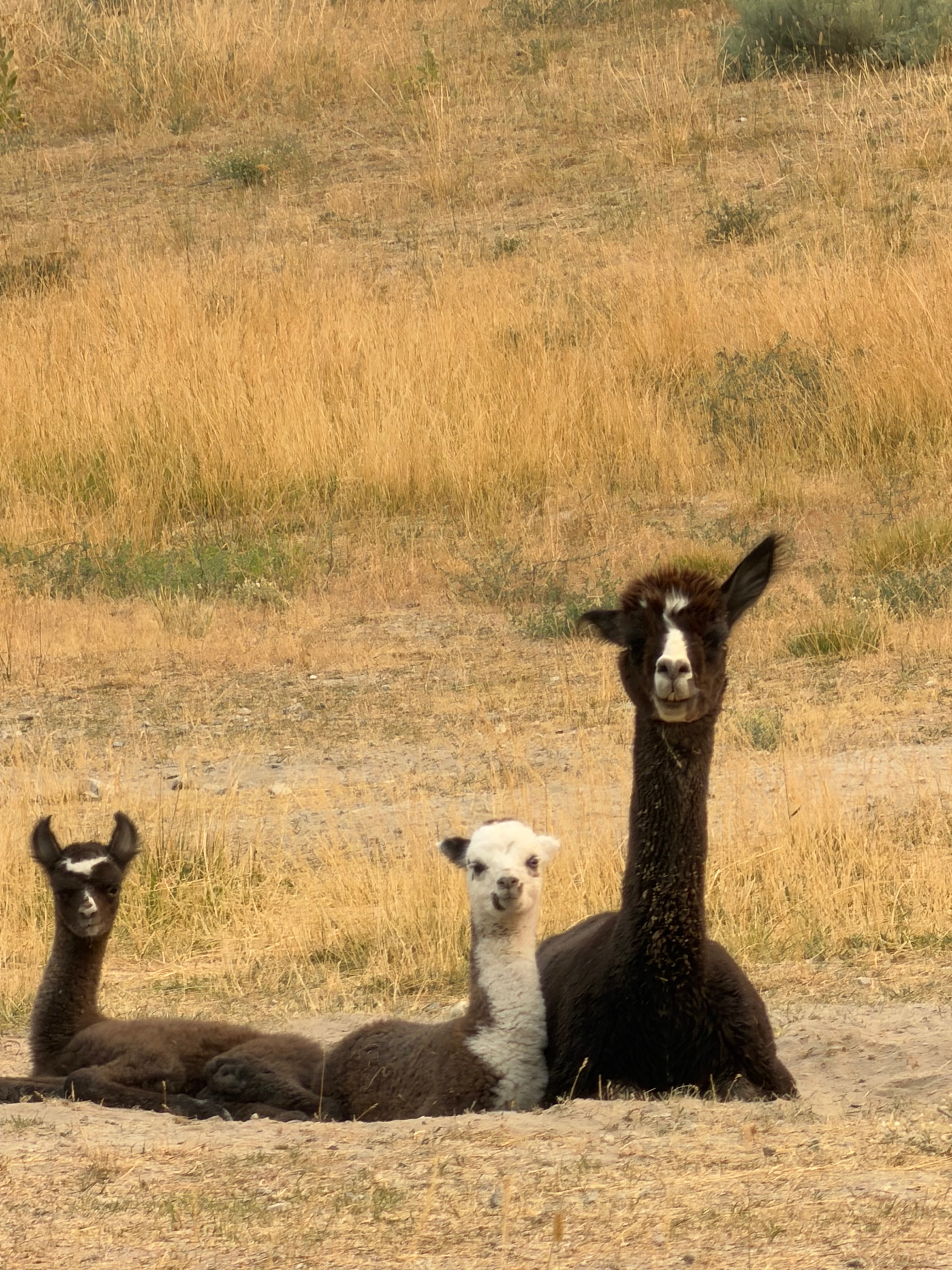 Help save the Summerland fire Alpacas campaign photo, 4 of 8