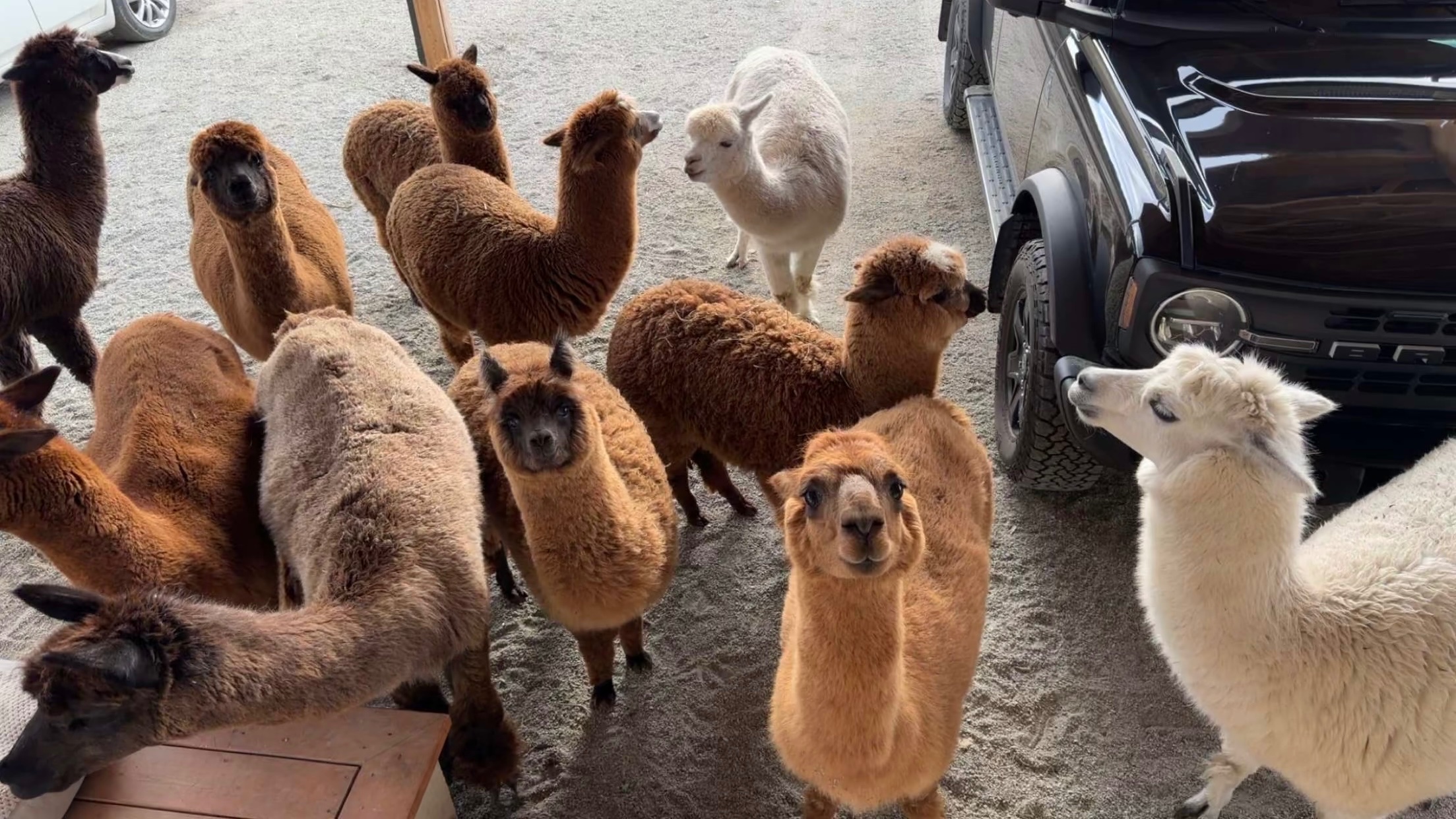 Help save the Summerland fire Alpacas campaign photo, 5 of 8
