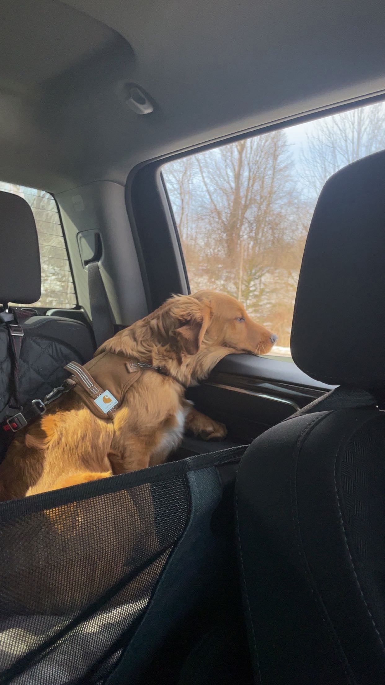 Help Puppy Light Heal After Severe Accident campaign photo, 12 of 13