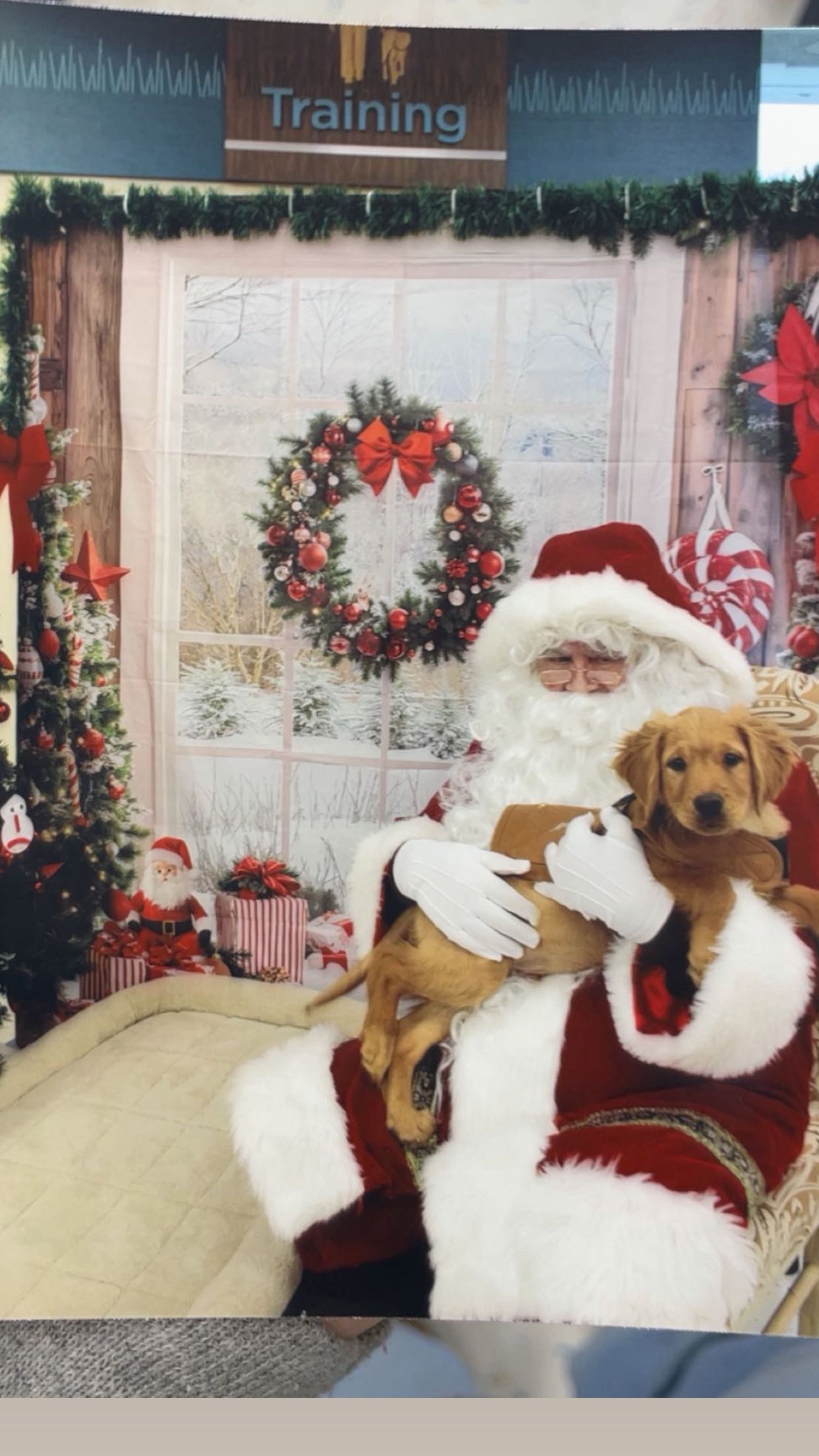 Help Puppy Light Heal After Severe Accident campaign photo, 2 of 13