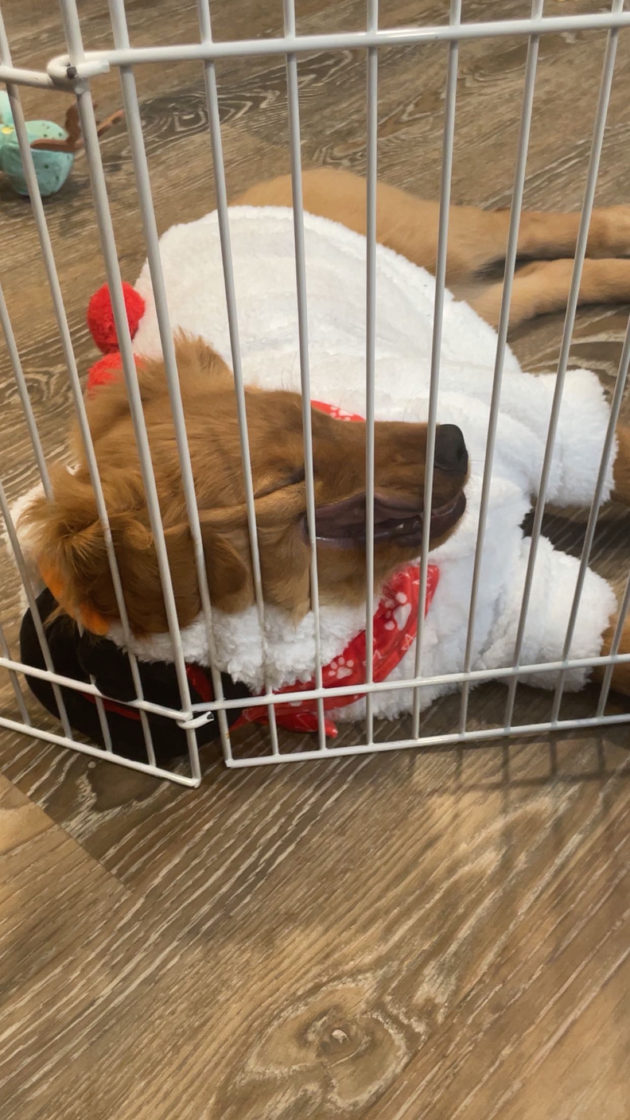 Help Puppy Light Heal After Severe Accident campaign photo, 4 of 13