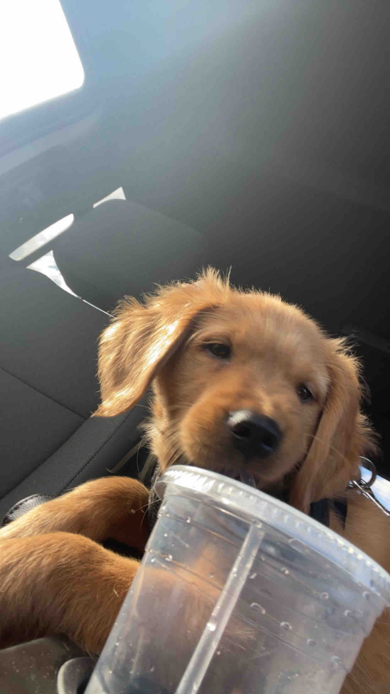 Help Puppy Light Heal After Severe Accident campaign photo, 6 of 13