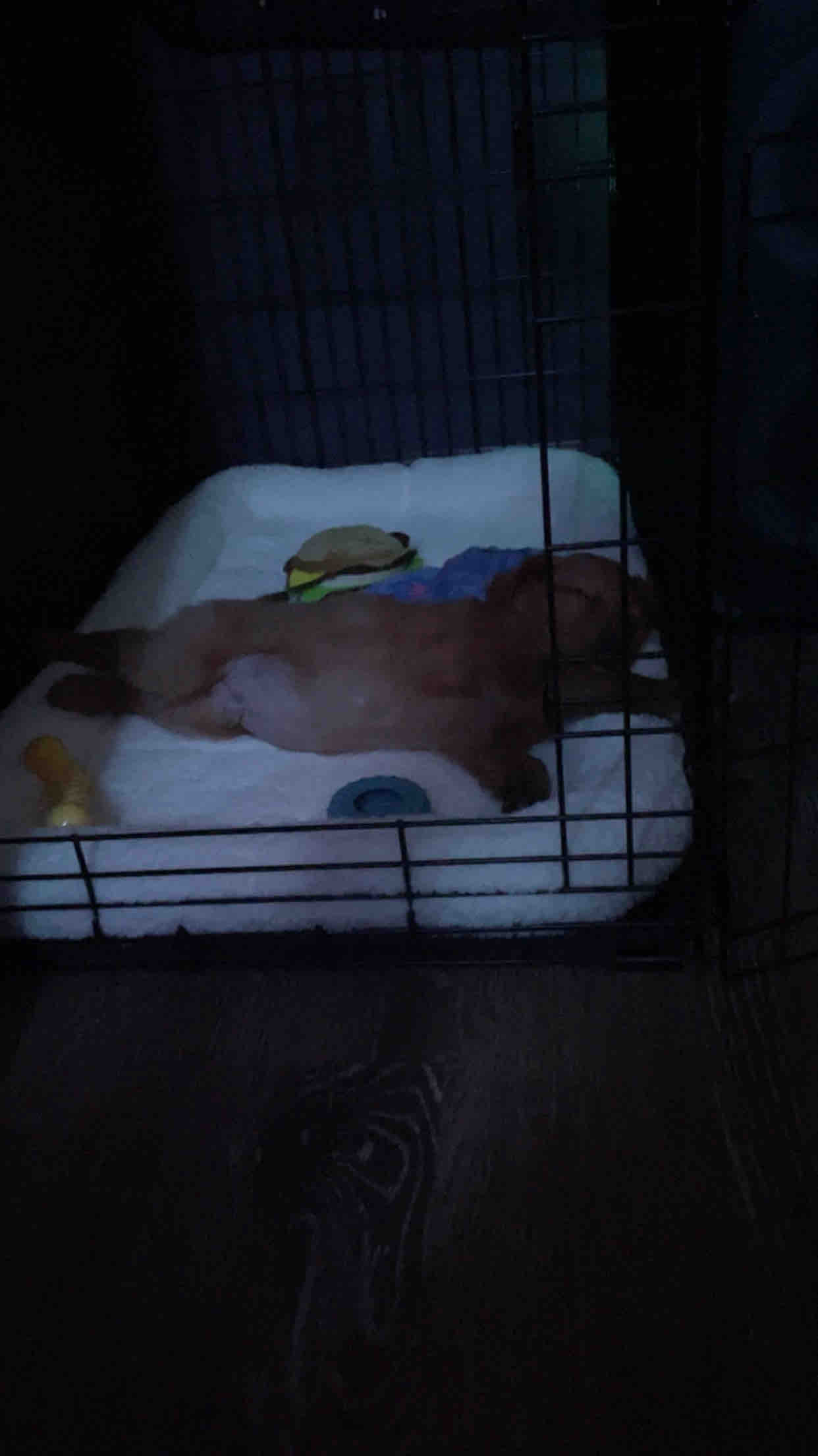 Help Puppy Light Heal After Severe Accident campaign photo, 8 of 13
