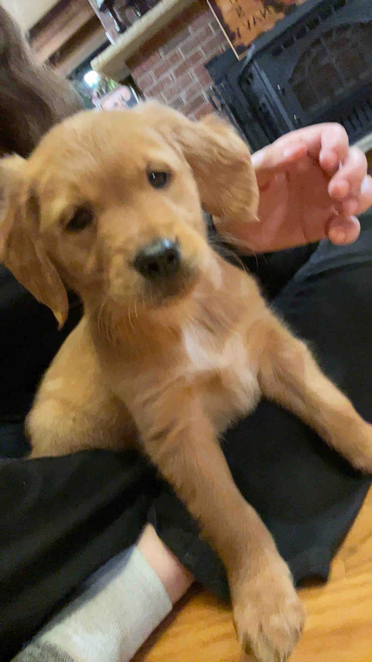 Help Puppy Light Heal After Severe Accident campaign photo, 9 of 13