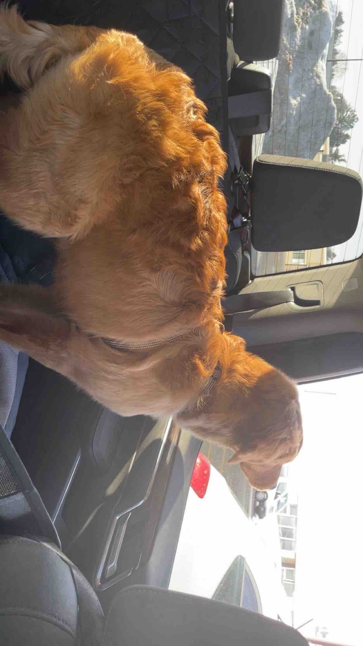 Help Puppy Light Heal After Severe Accident campaign photo, 10 of 13