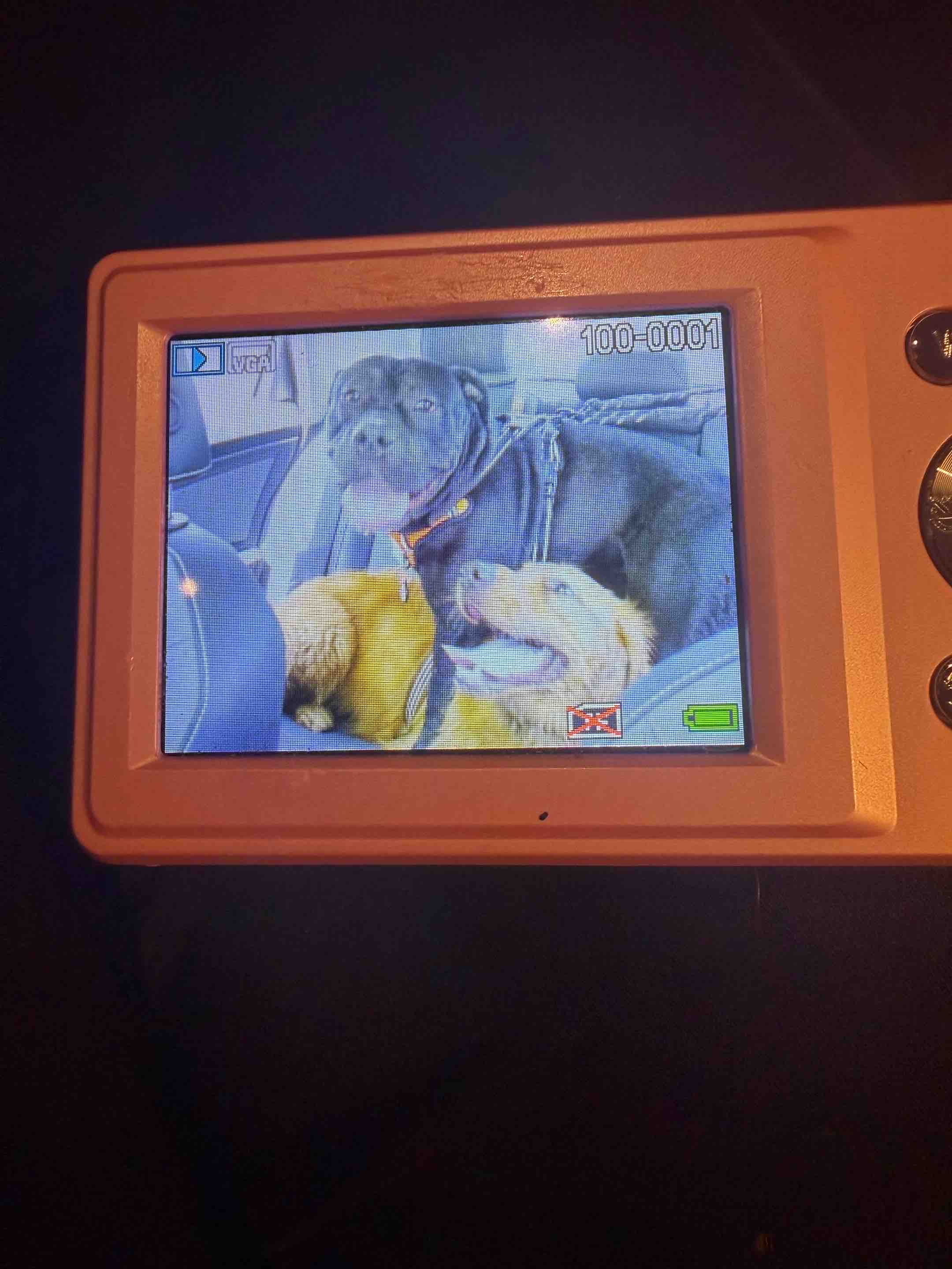 Help Puppy Light Heal After Severe Accident campaign photo, 11 of 13