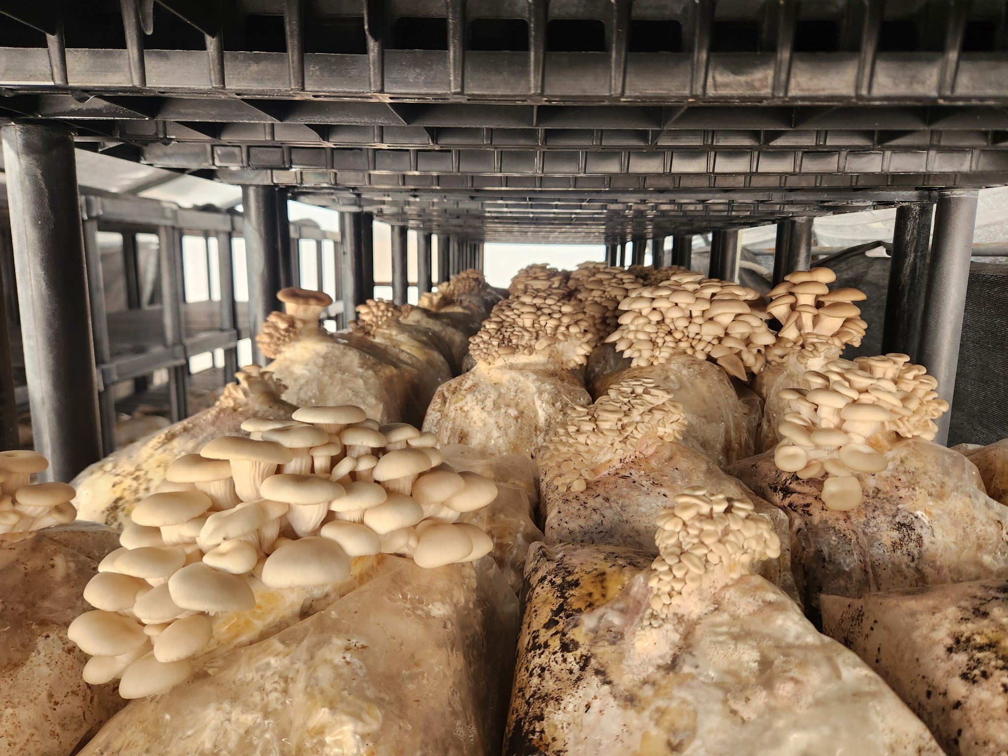 Help Rebuild What The Fungus Mushroom Farm campaign photo, 7 of 8