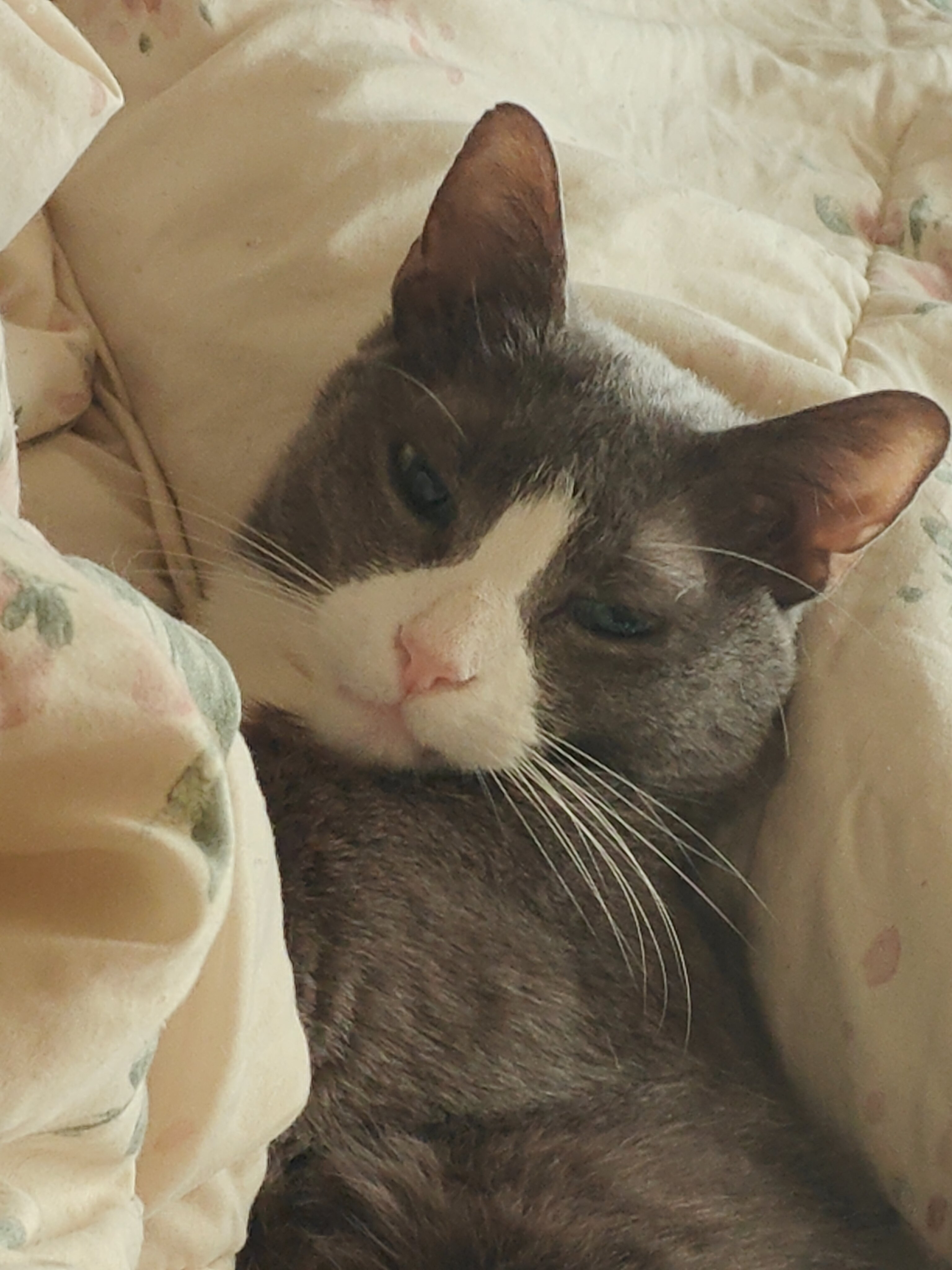 Help Smokey Get Urgent Dental Care campaign photo, 2 of 8