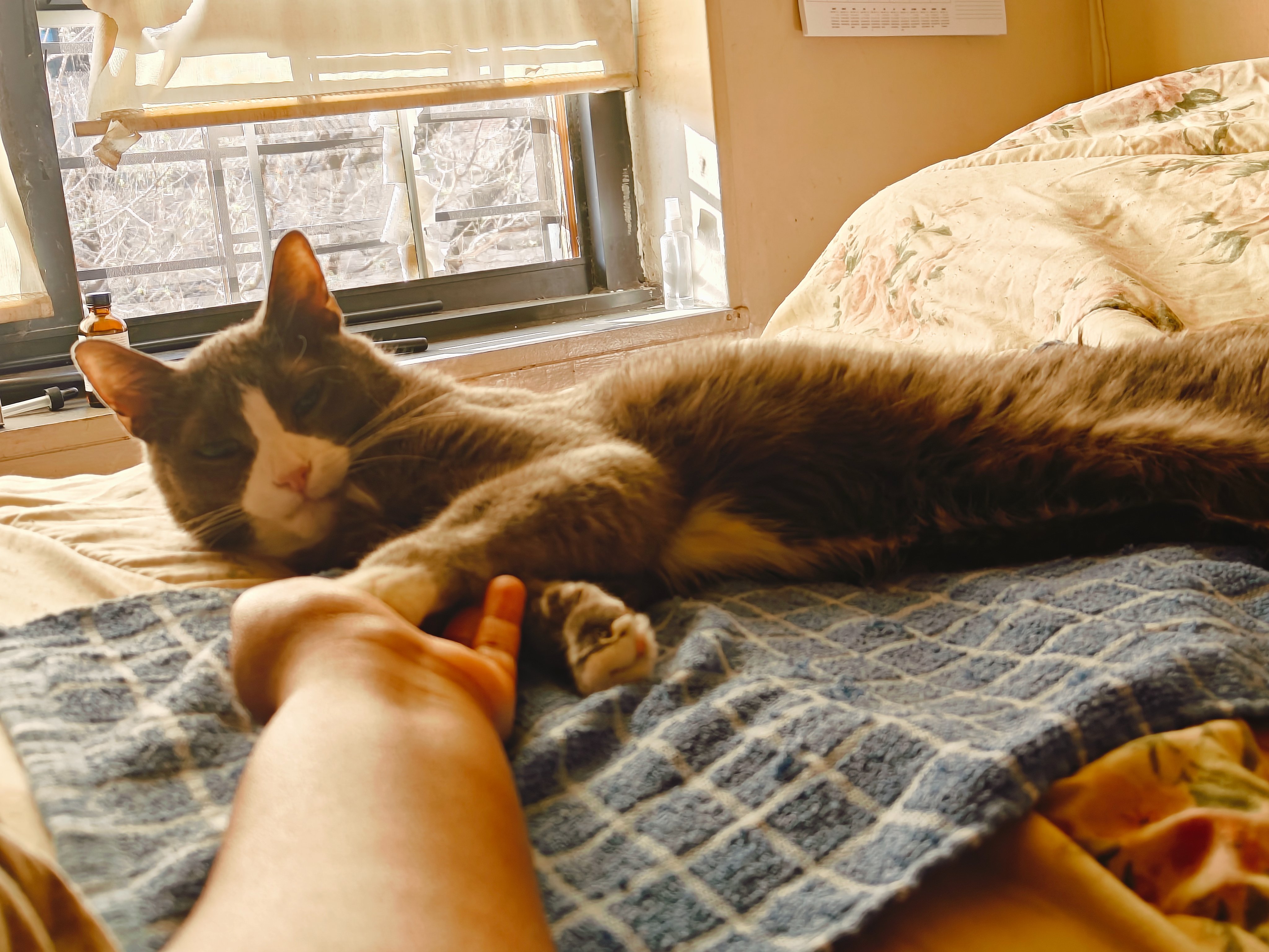 Help Smokey Get Urgent Dental Care campaign photo, 5 of 8