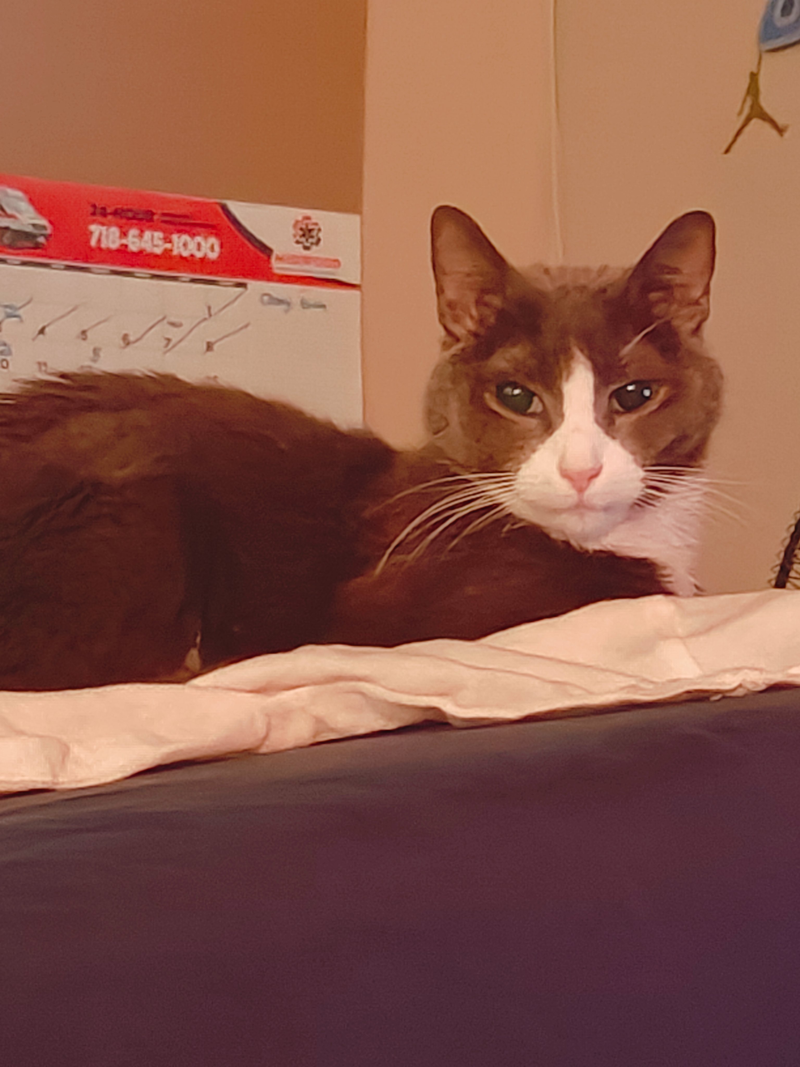 Help Smokey Get Urgent Dental Care campaign photo, 4 of 8