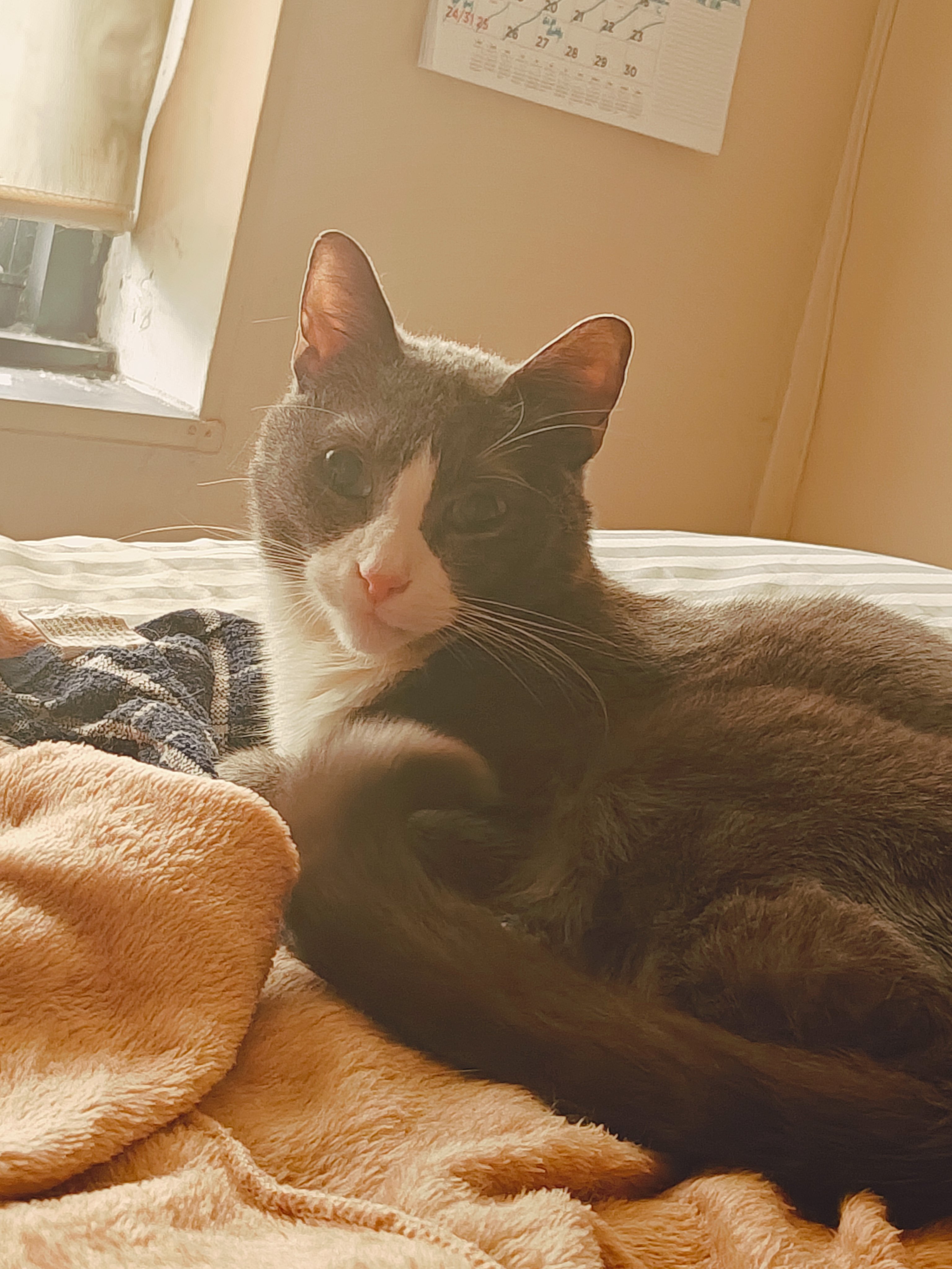 Help Smokey Get Urgent Dental Care campaign photo, 6 of 8
