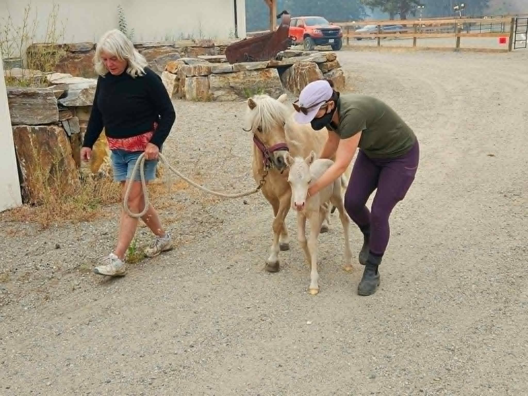 Support Shelly & Warren - Big Top Equestrian Rebuild campaign photo, 4 of 8