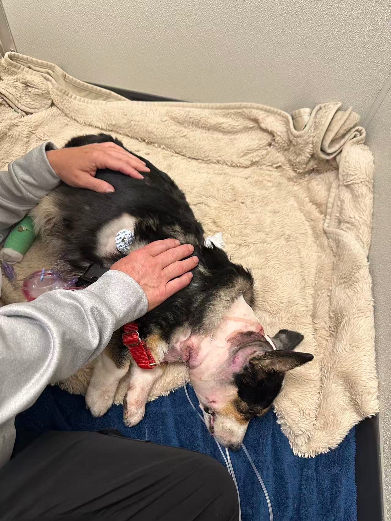 Help my Corgi girls Charlee and Piper Heal campaign photo, 10 of 11