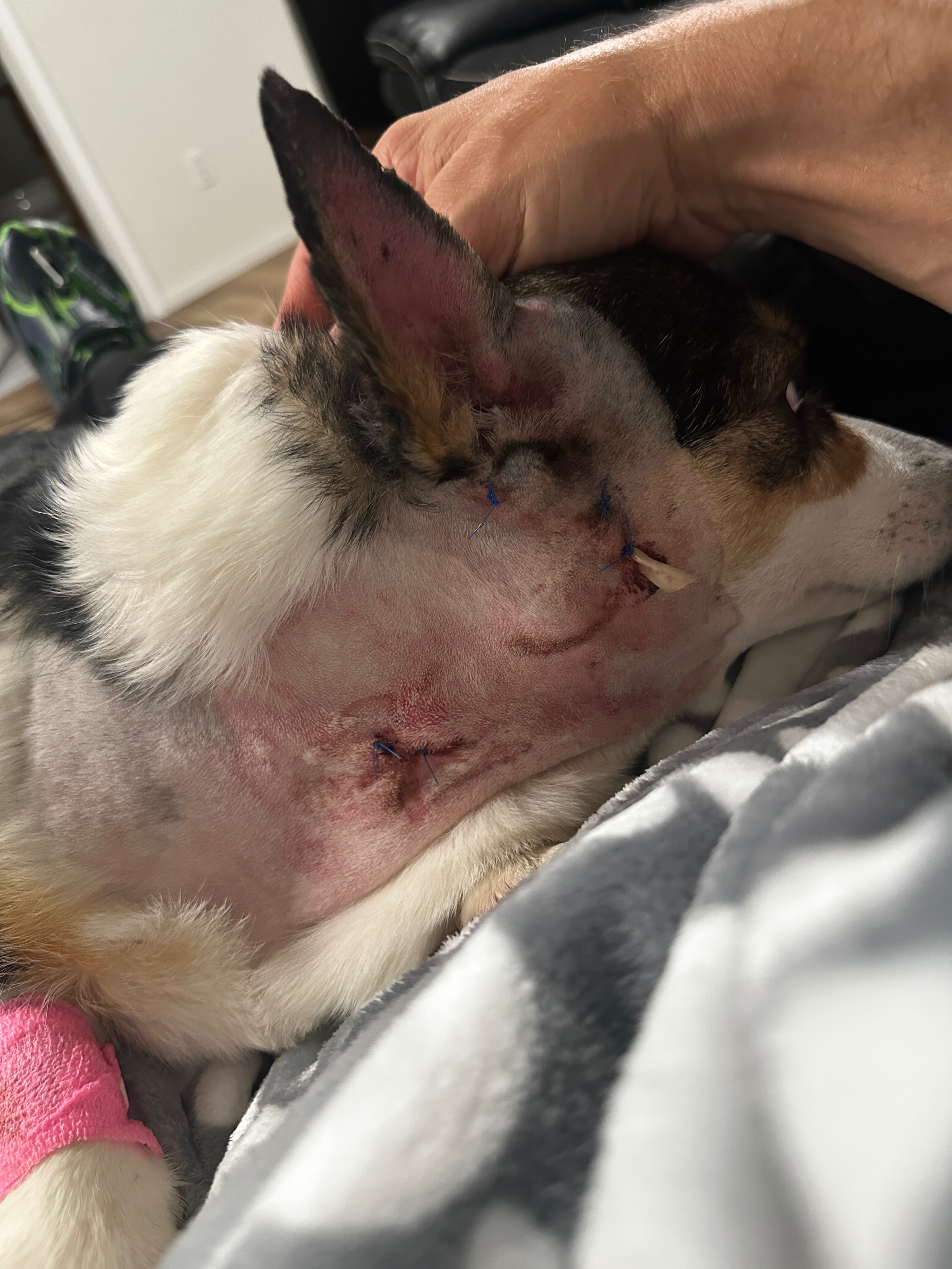Help my Corgi girls Charlee and Piper Heal campaign photo, 4 of 11