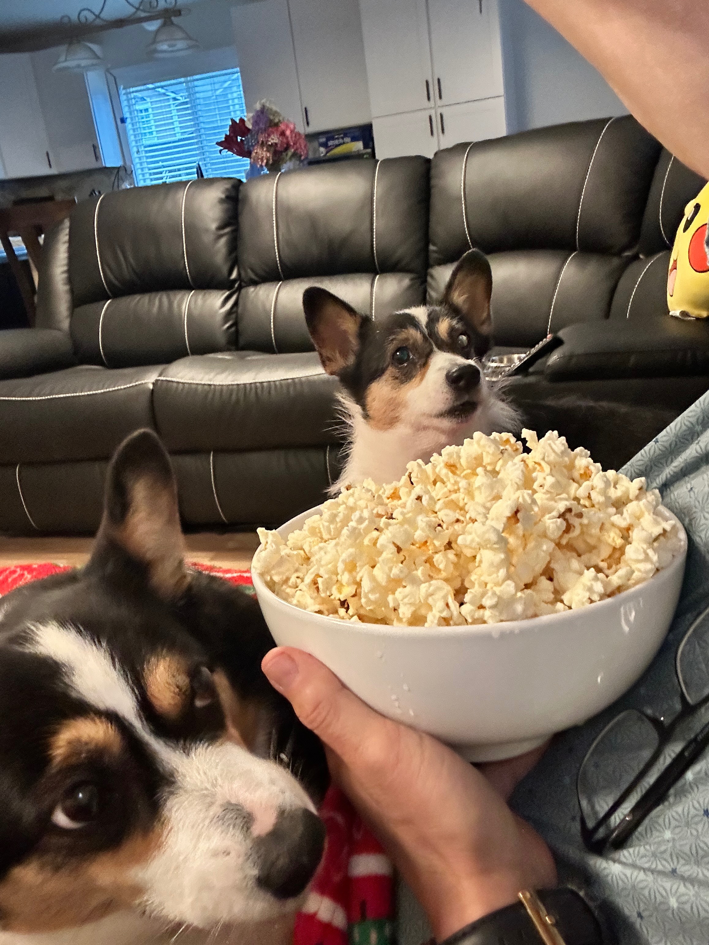 Help my Corgi girls Charlee and Piper Heal campaign photo, 6 of 11