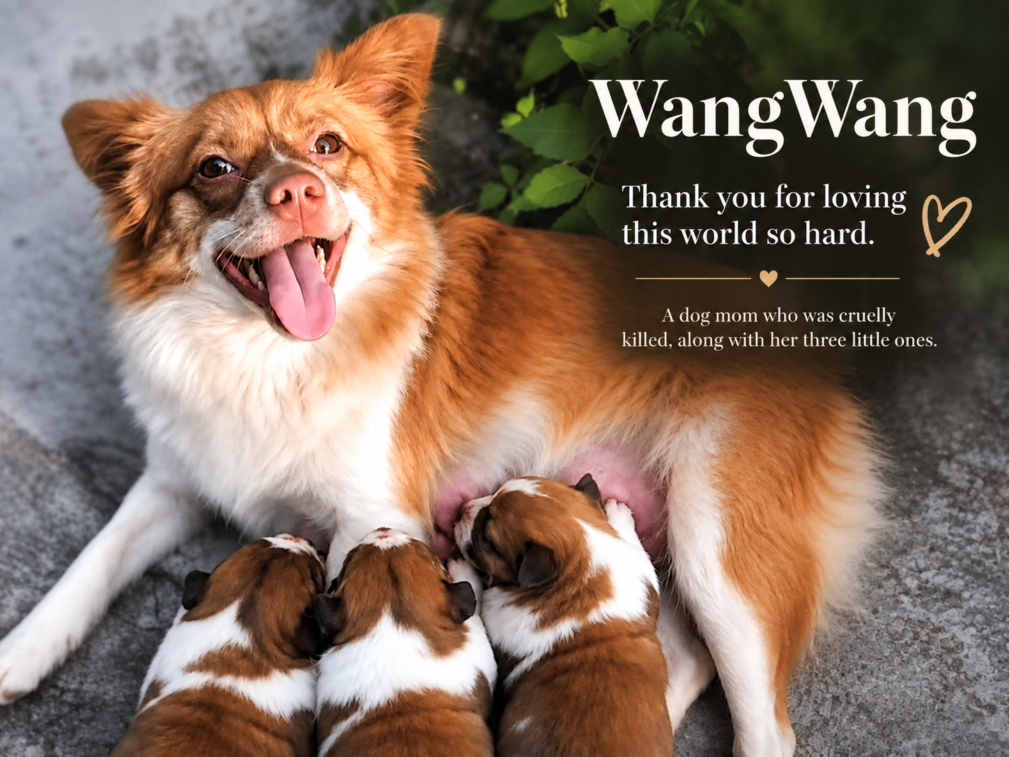 Donate to help build a memorial bench for WangWang campaign photo, 2 of 6