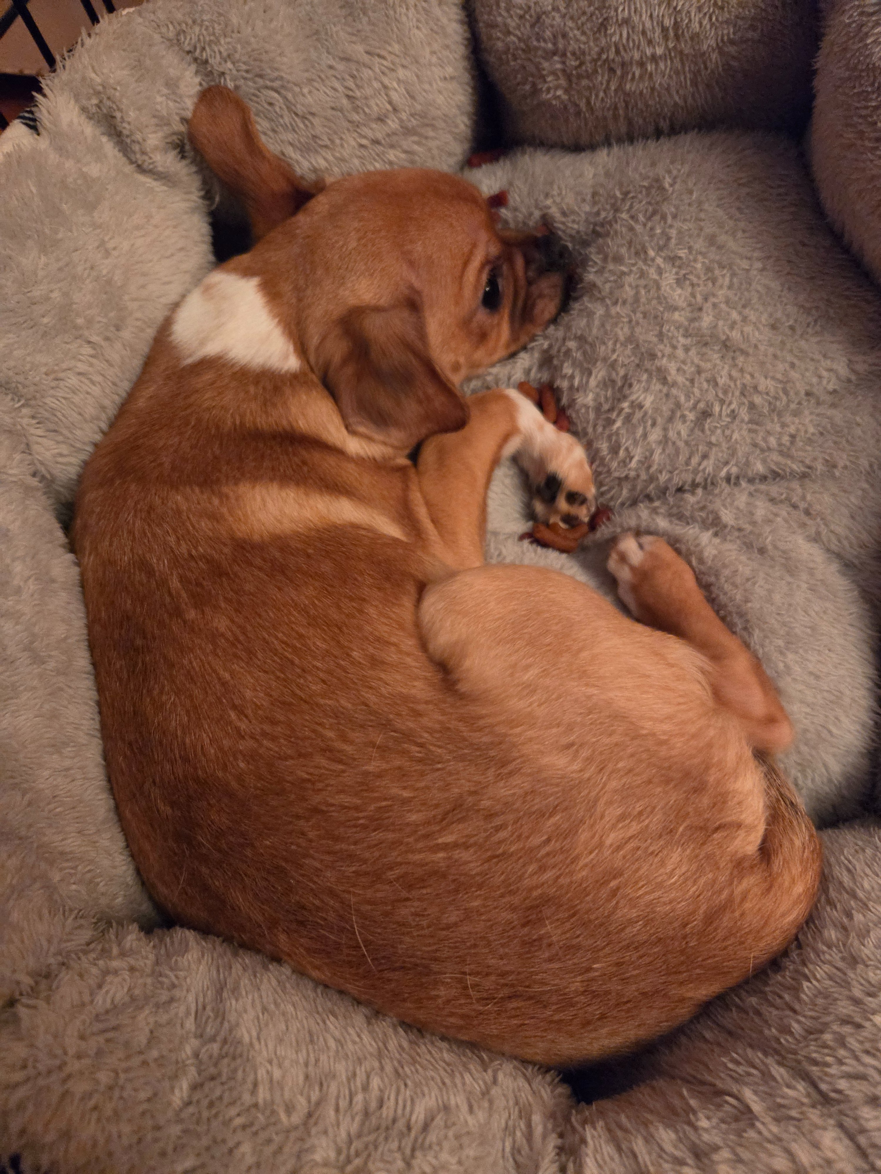 Support a Rescue Puppy’s Surgery and Recovery campaign photo, 5 of 6