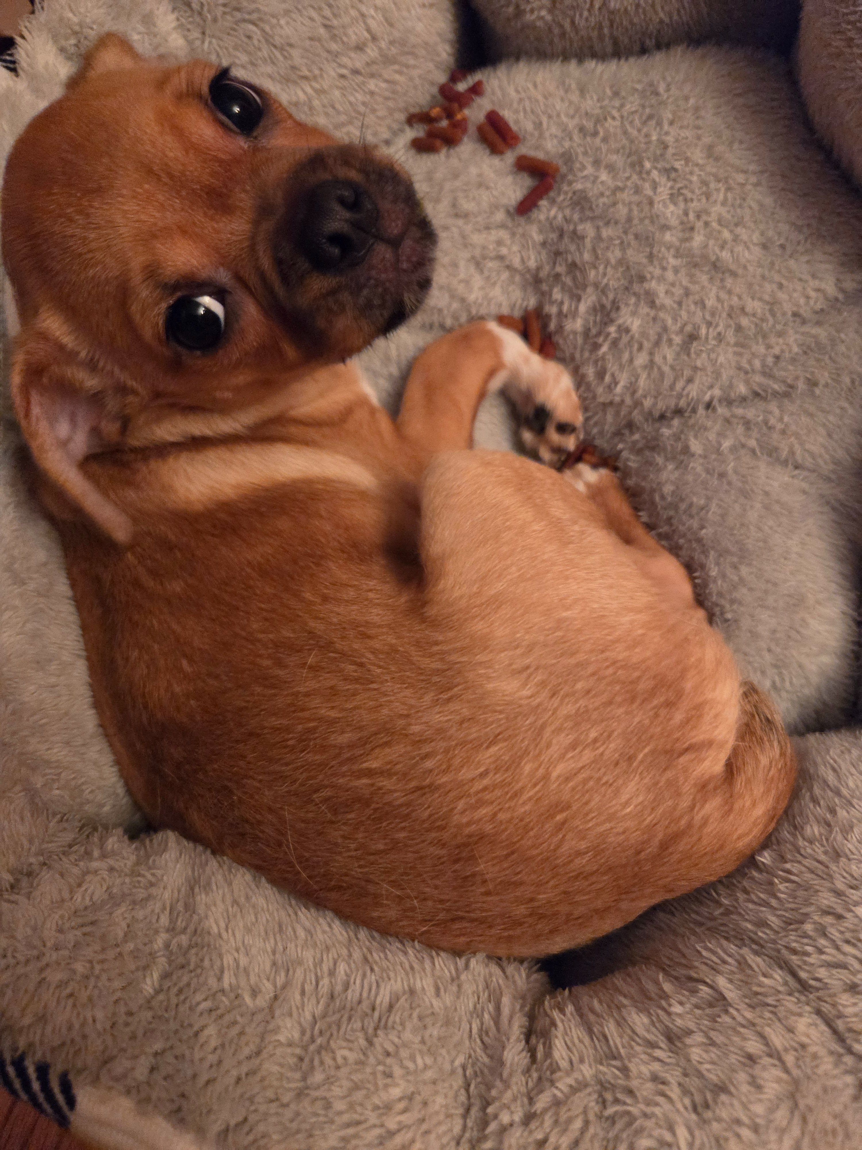 Support a Rescue Puppy’s Surgery and Recovery campaign photo, 2 of 6