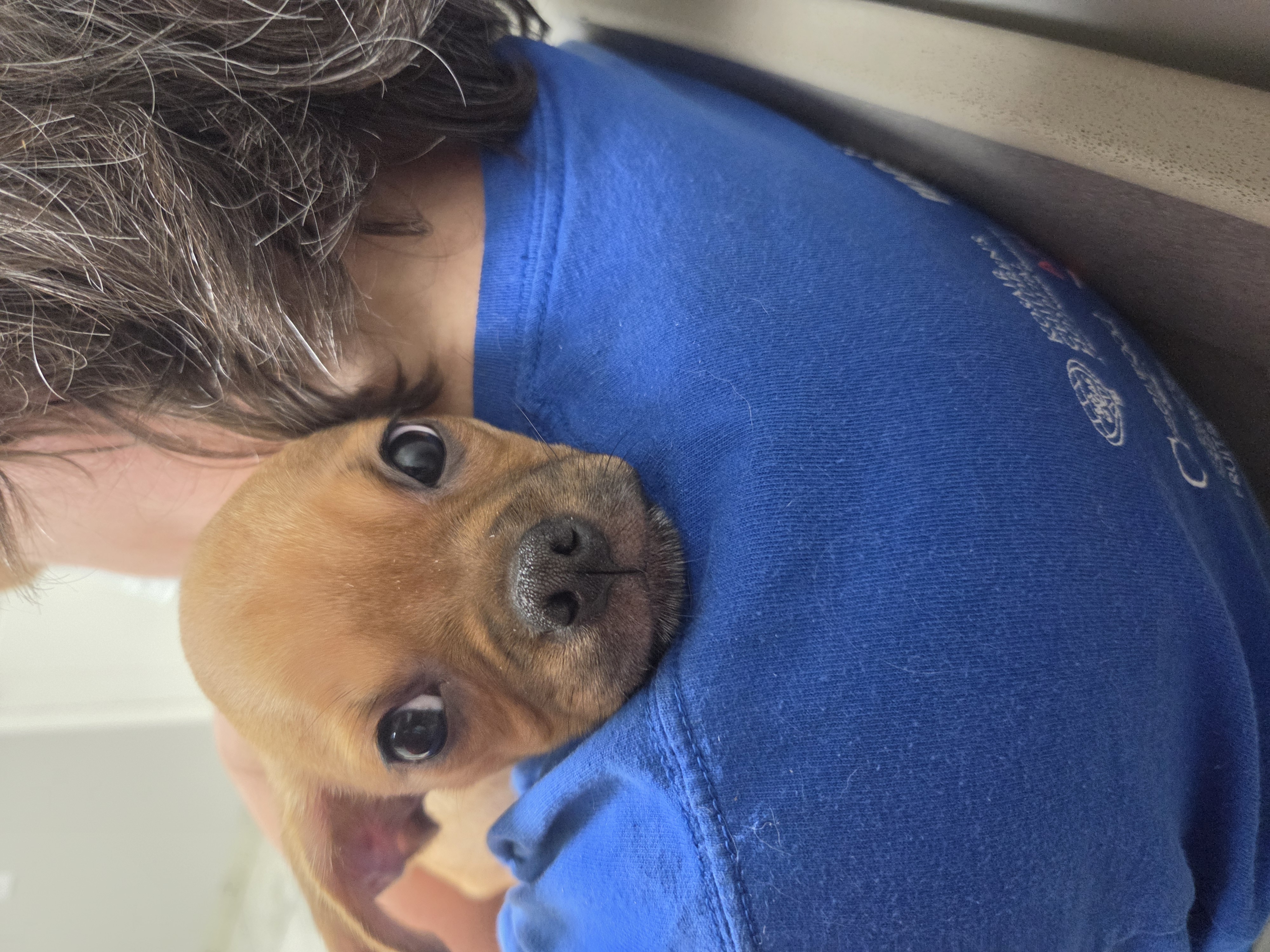 Support a Rescue Puppy’s Surgery and Recovery campaign photo, 4 of 6