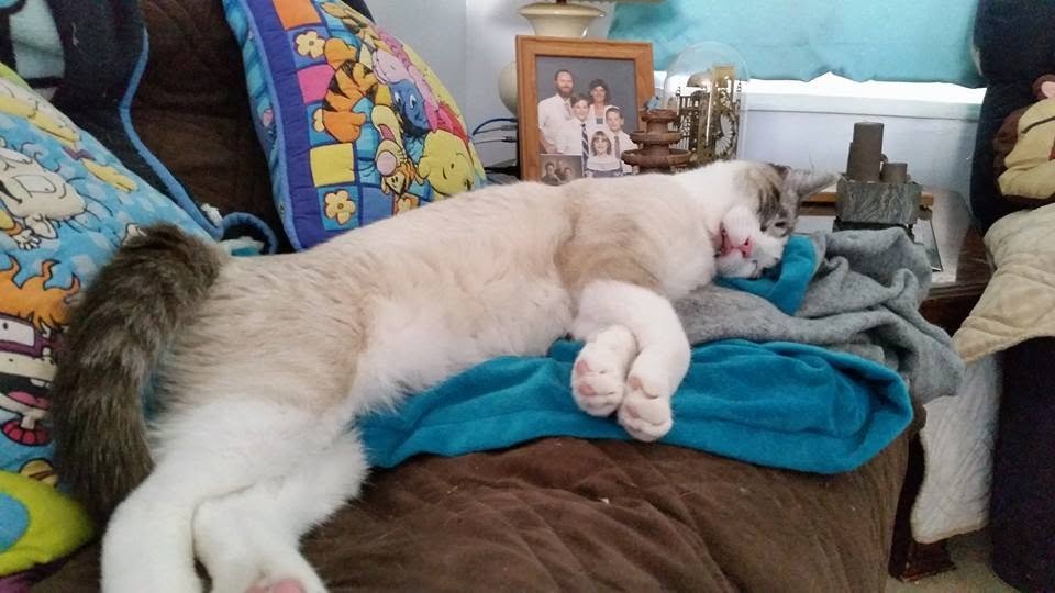 Aid Squeaker’s Recovery and Medical Care campaign photo, 6 of 6