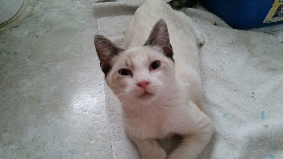 Aid Squeaker’s Recovery and Medical Care campaign photo, 2 of 6