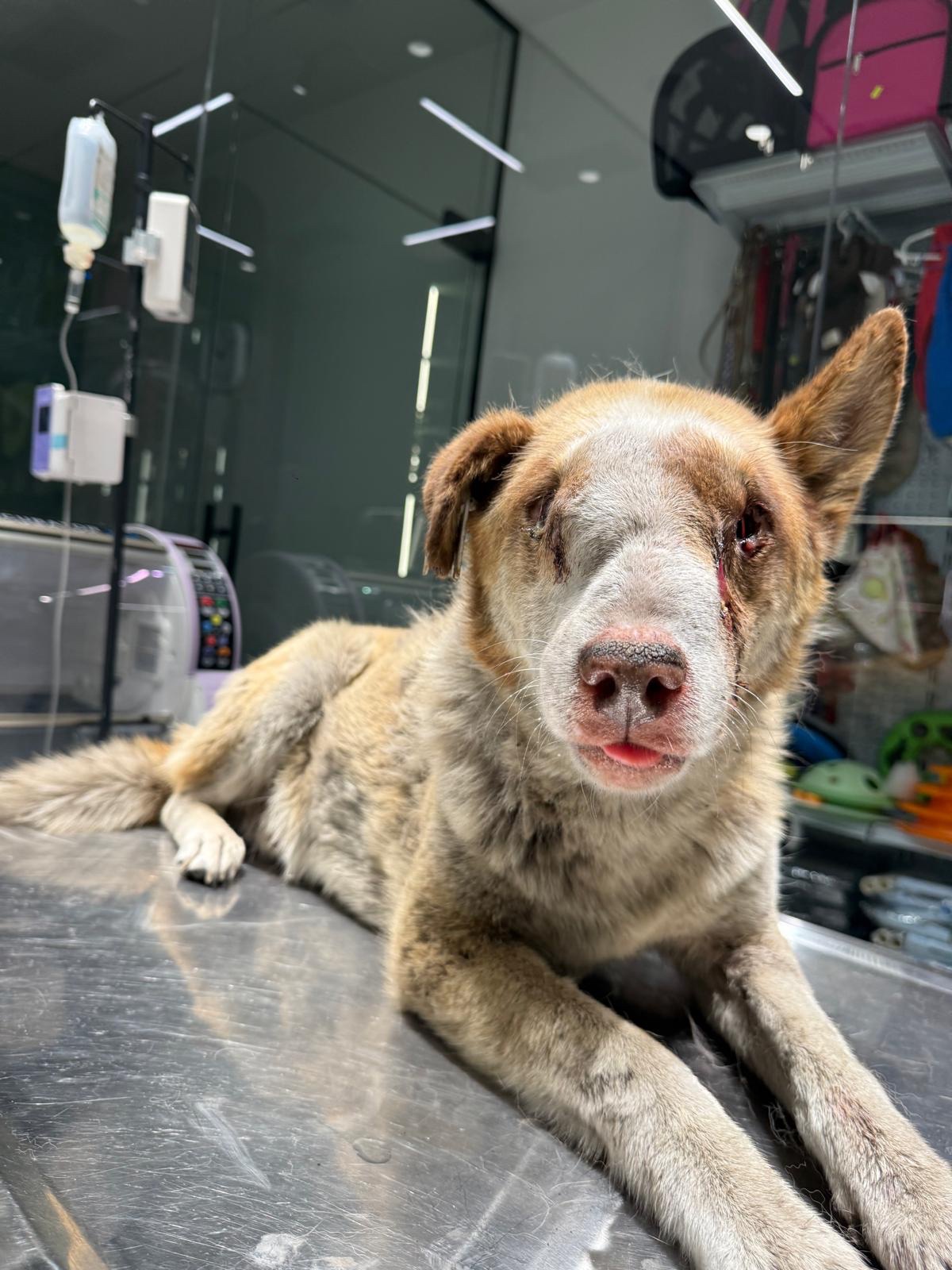 Help Save This Severely Injured Street Dog campaign photo, 6 of 7