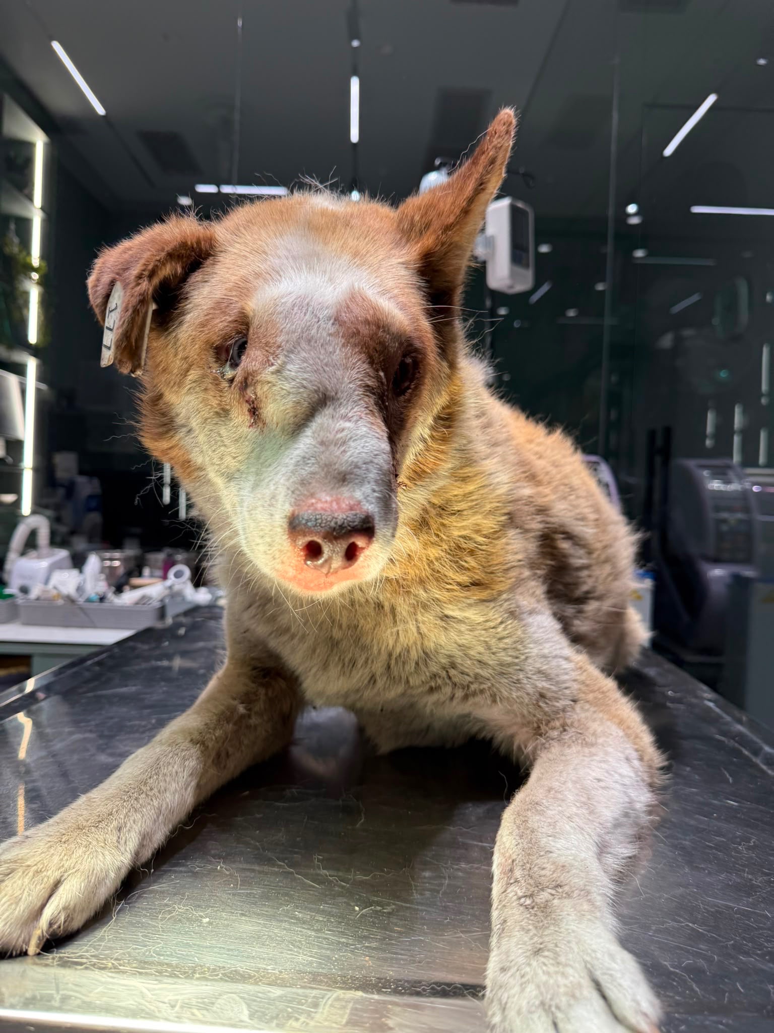 Help Save This Severely Injured Street Dog campaign photo, 4 of 7