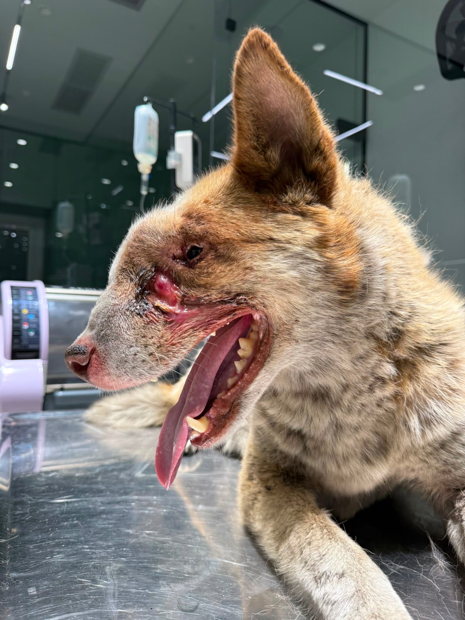 Help Save This Severely Injured Street Dog campaign photo, 2 of 7