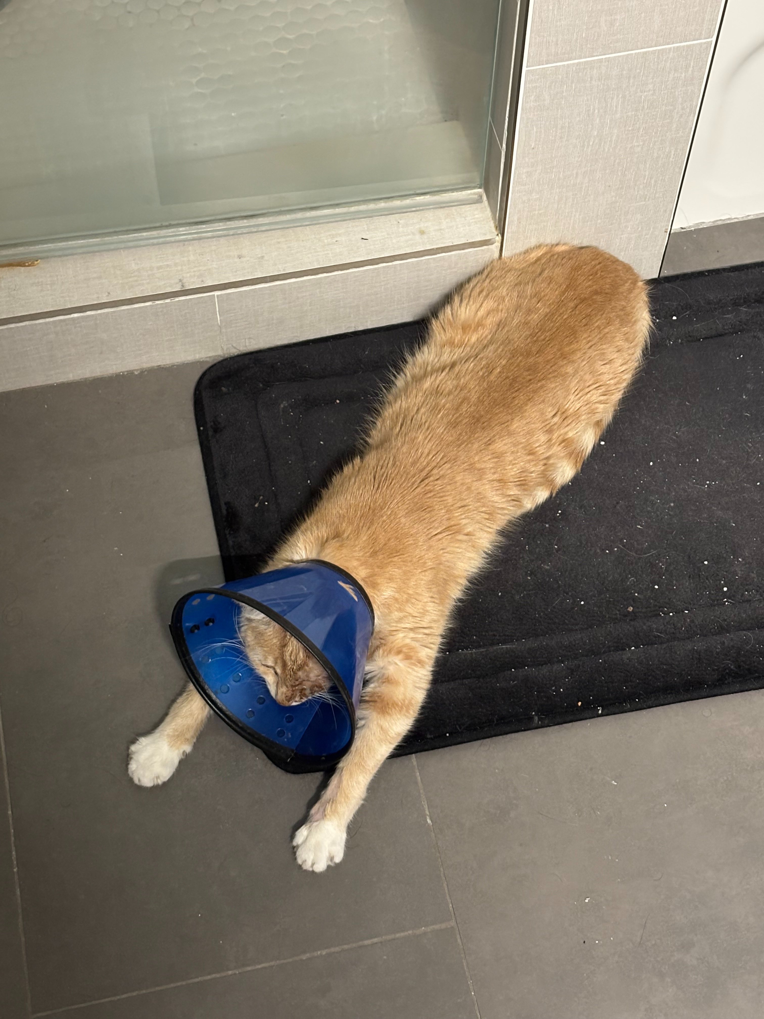Stephan's Cat Care Costs campaign photo, 5 of 6