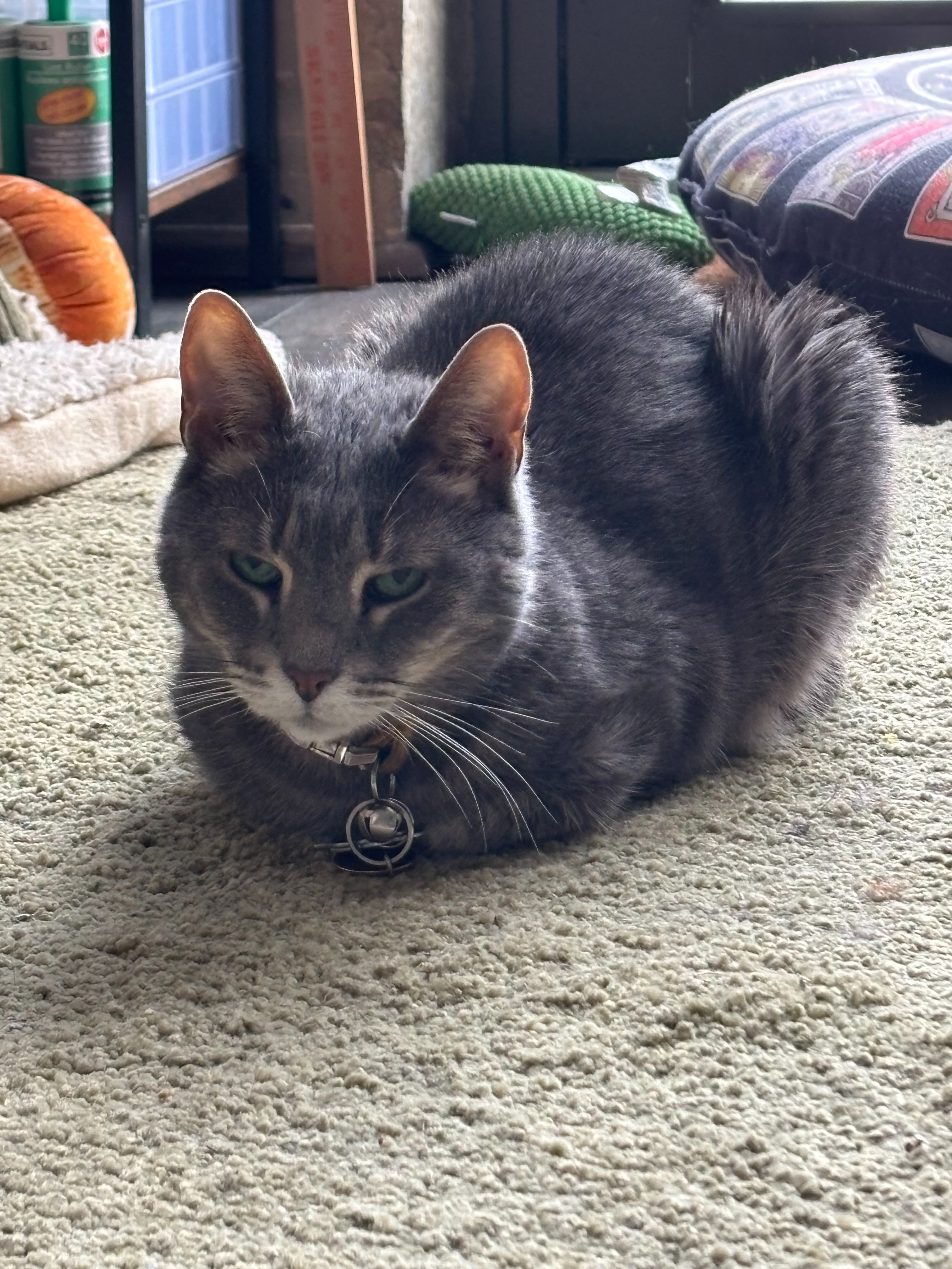 Stephan's Cat Care Costs campaign photo, 2 of 6