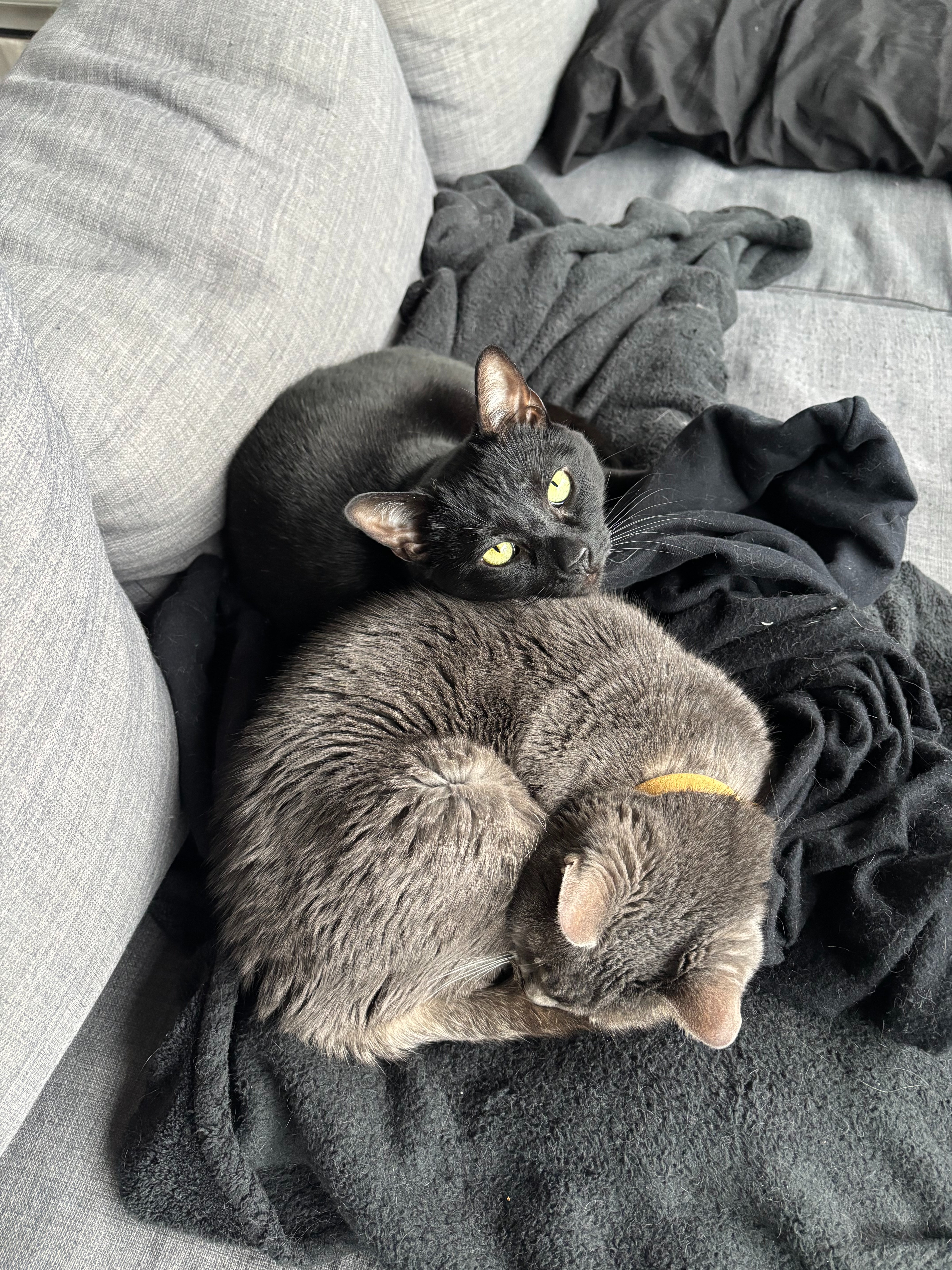 Stephan's Cat Care Costs campaign photo, 4 of 6