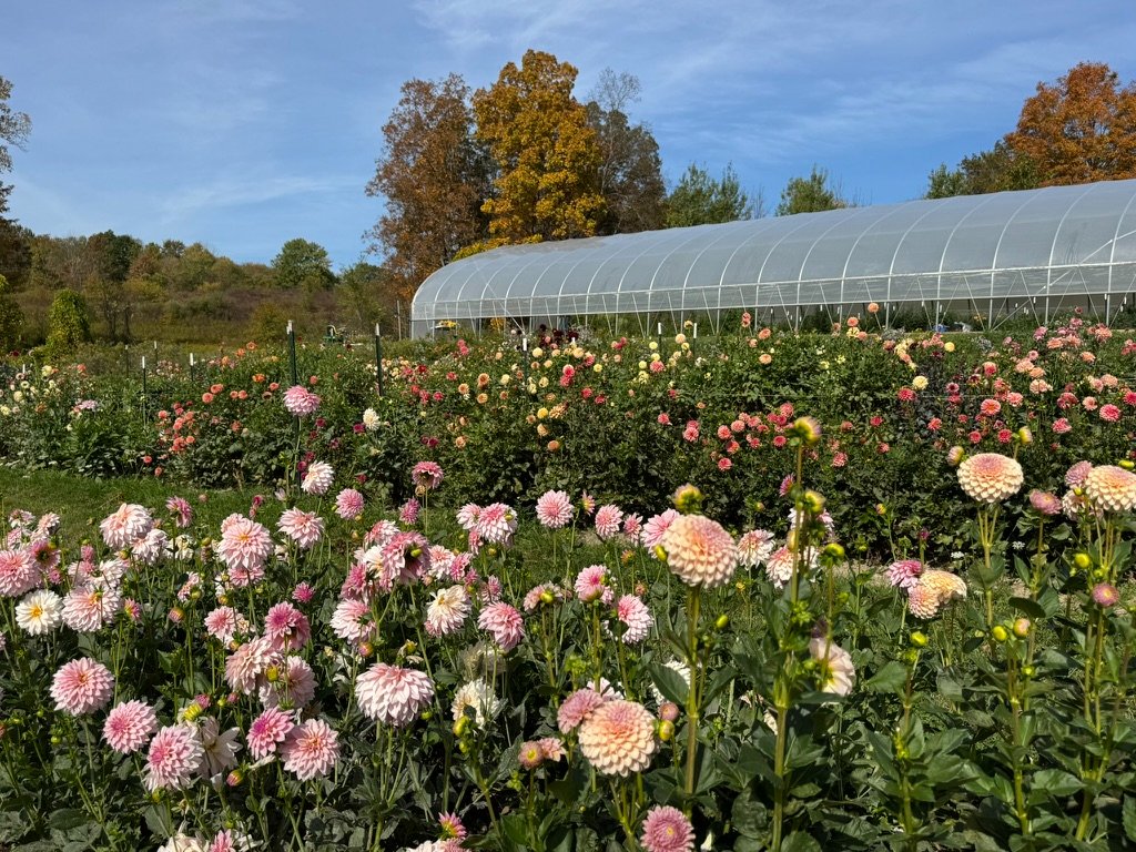 Support Guiding Green Thumbs Farm After Devastating Flood campaign photo, 4 of 8