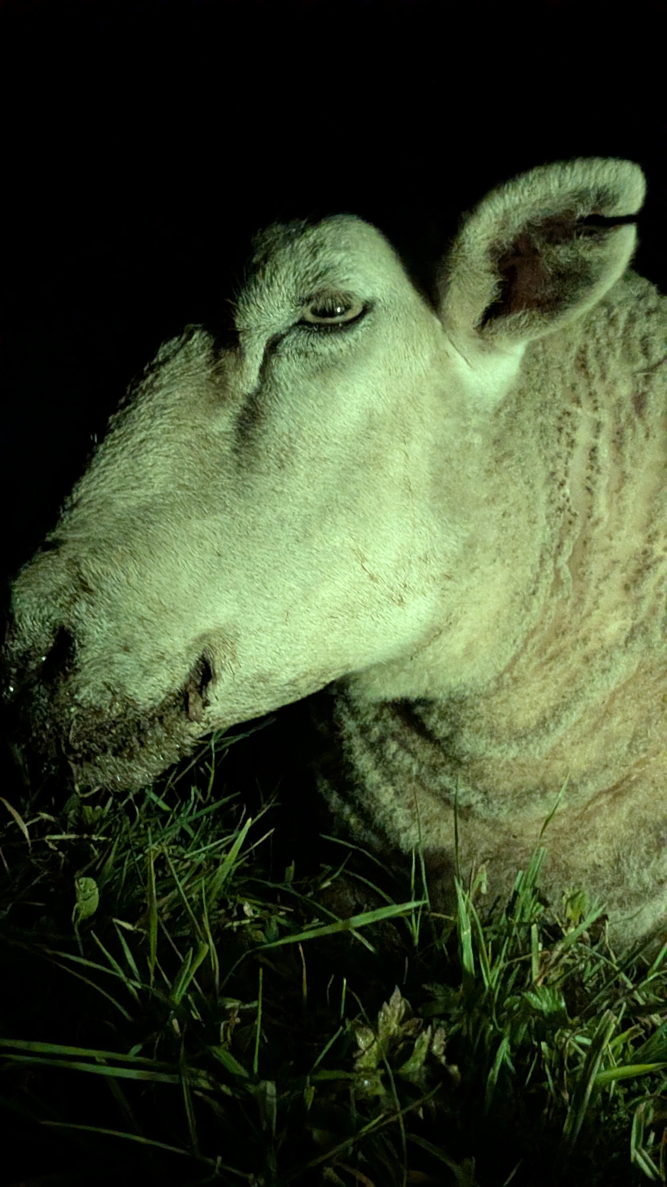 Please help Springs recover from Blue Tongue virus campaign photo, 5 of 6