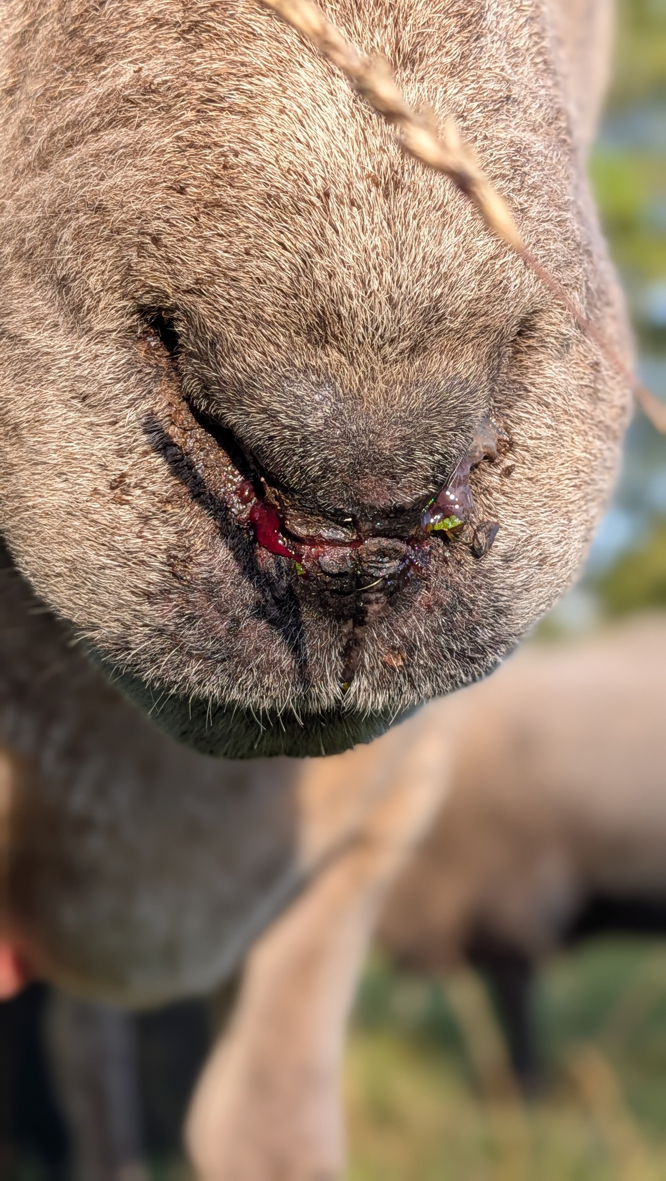 Please help Springs recover from Blue Tongue virus campaign photo, 2 of 6