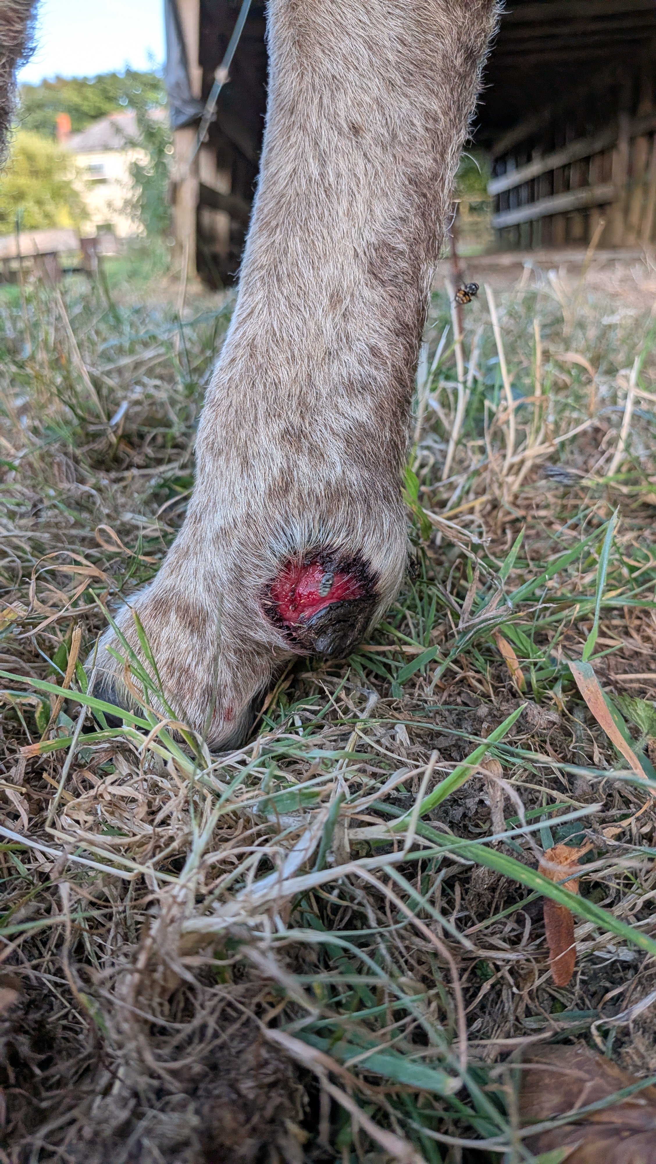 Please help Springs recover from Blue Tongue virus campaign photo, 4 of 6