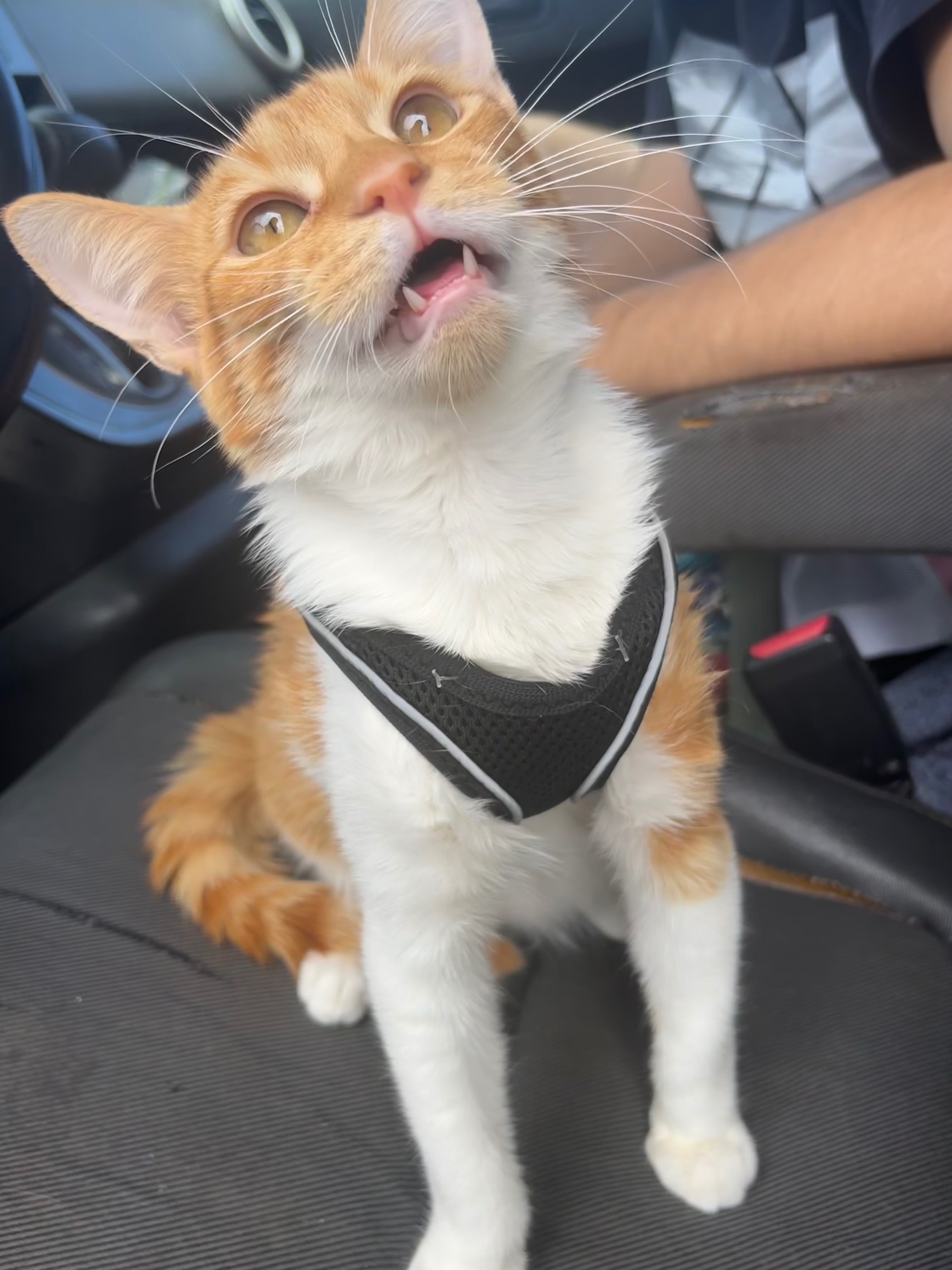 Help Fund Nugget’s Hospitalization for his Bladder Block campaign photo, 7 of 8