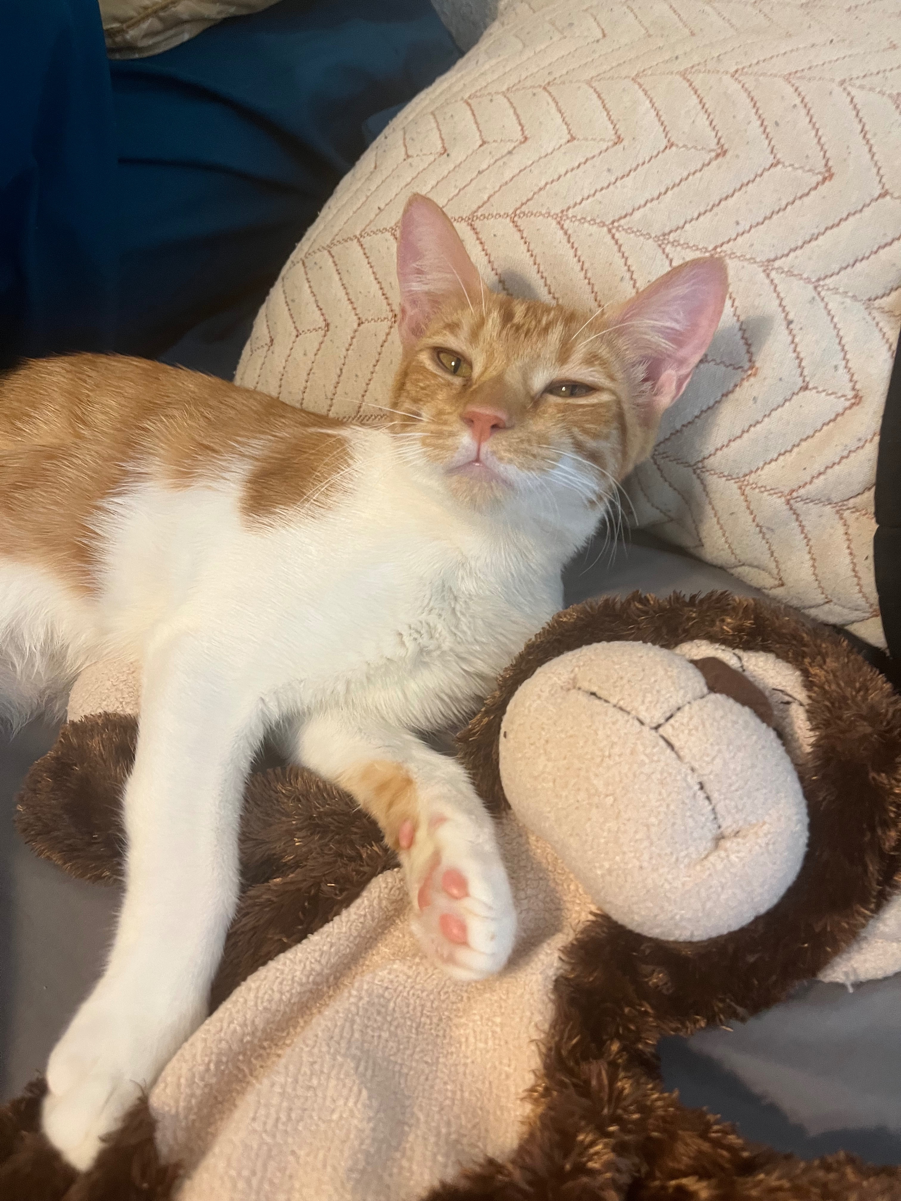 Help Fund Nugget’s Hospitalization for his Bladder Block campaign photo, 2 of 8