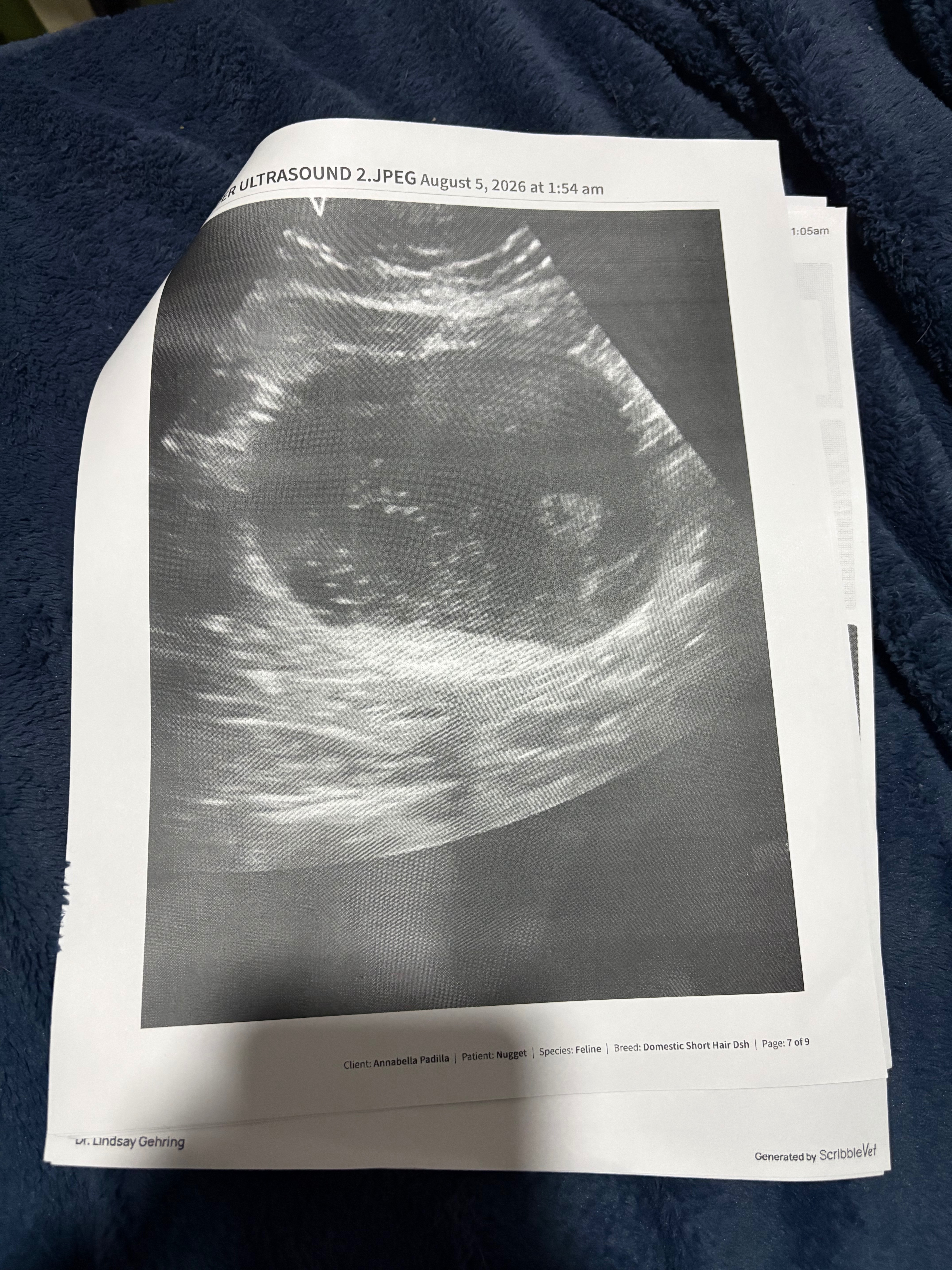 Help Fund Nugget’s Hospitalization for his Bladder Block campaign photo, 4 of 8