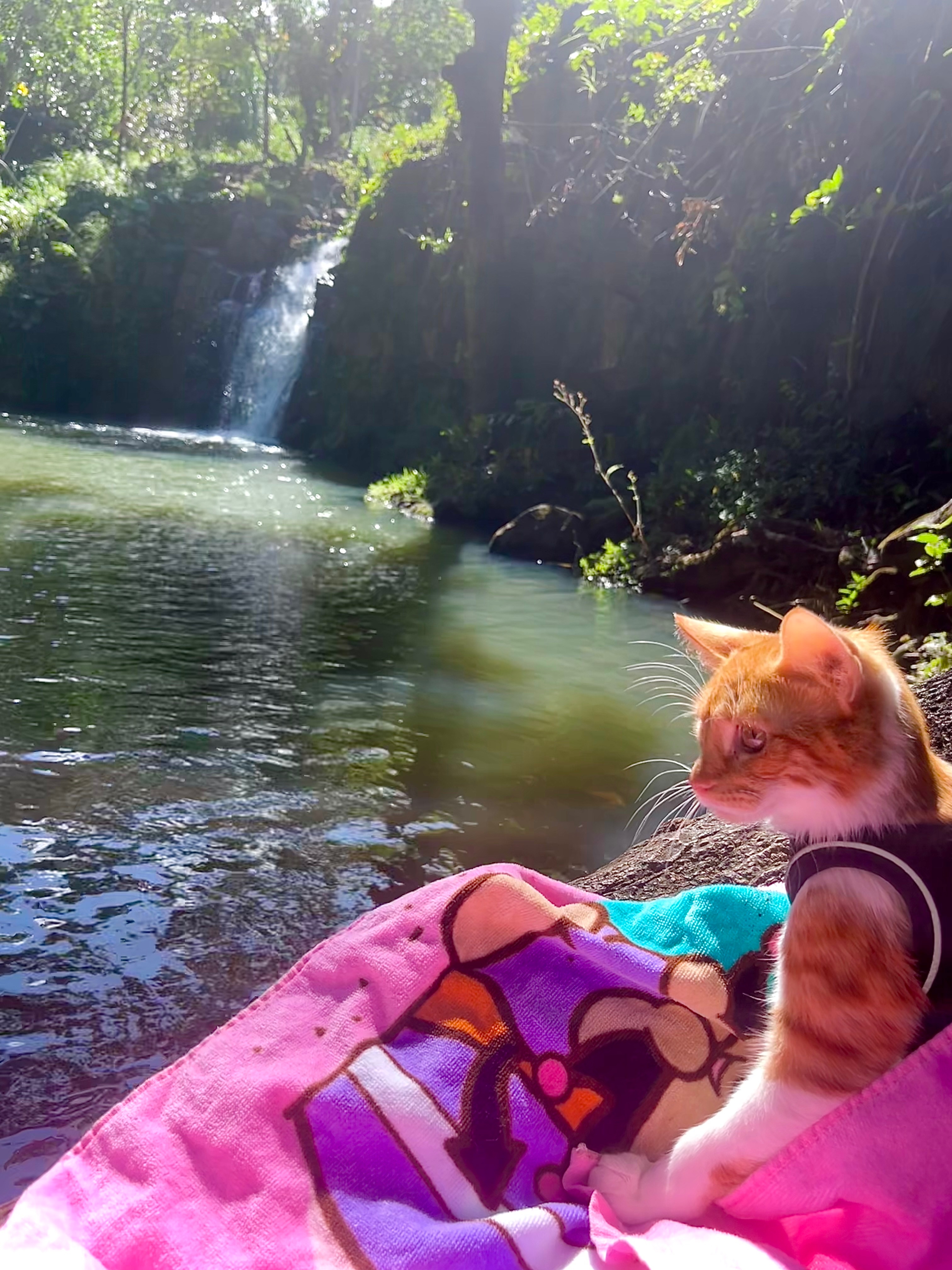Help Fund Nugget’s Hospitalization for his Bladder Block campaign photo, 5 of 8