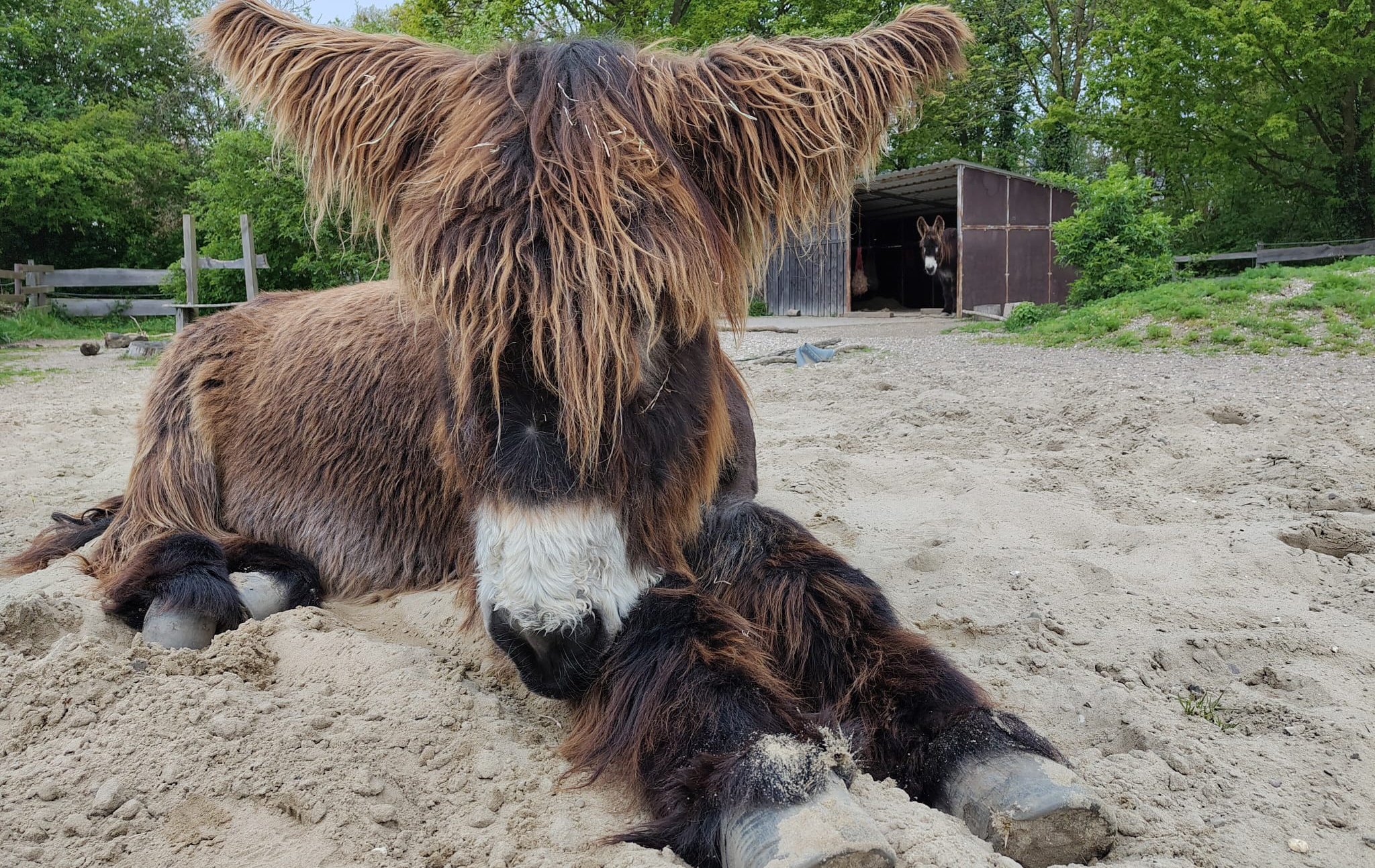 Ein neuer Gefährte für Fridolin! campaign photo, 5 of 8