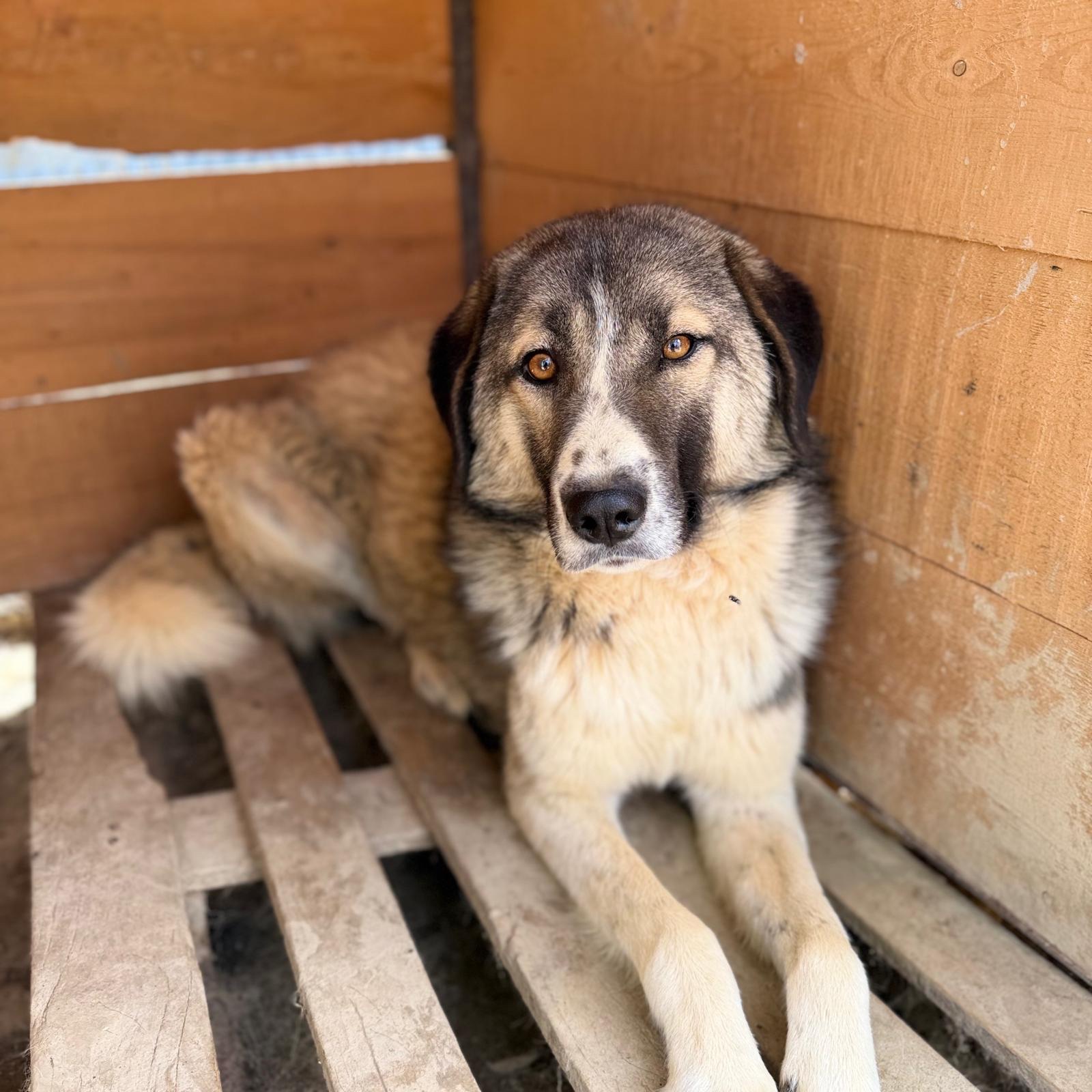 13 Hunde – gerettet in Tunceli, in Behandlung in Ankara campaign photo, 7 of 8